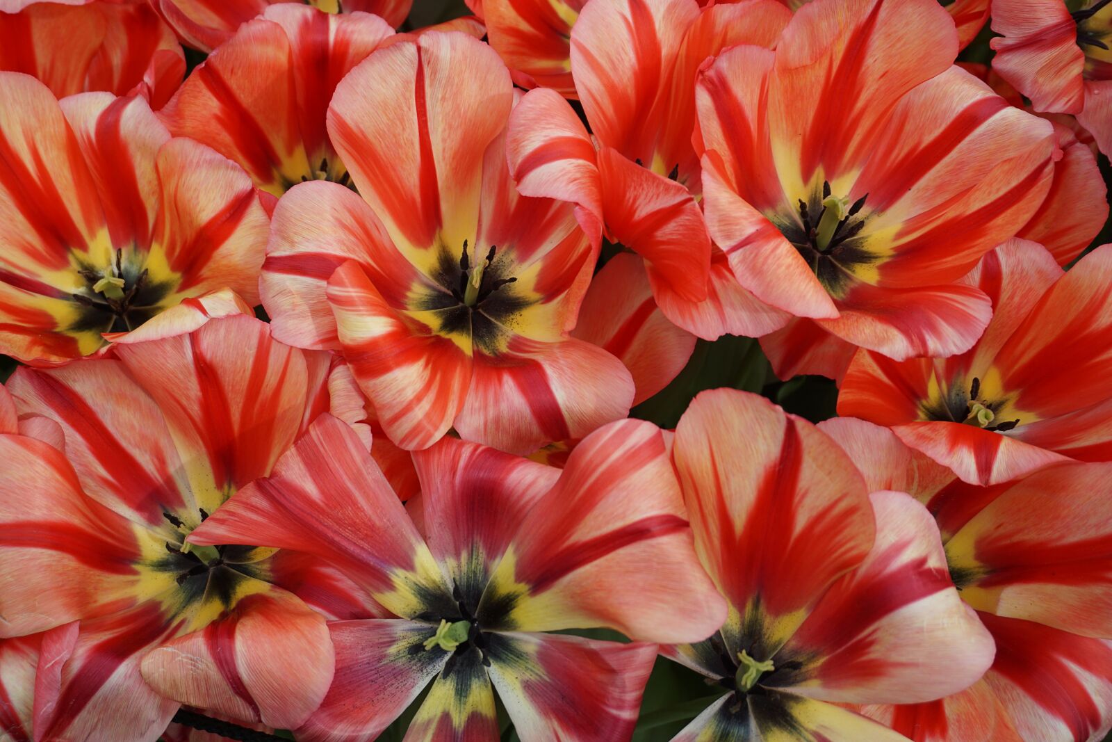 Sony a5100 sample photo. Tulips, flowers, spring photography