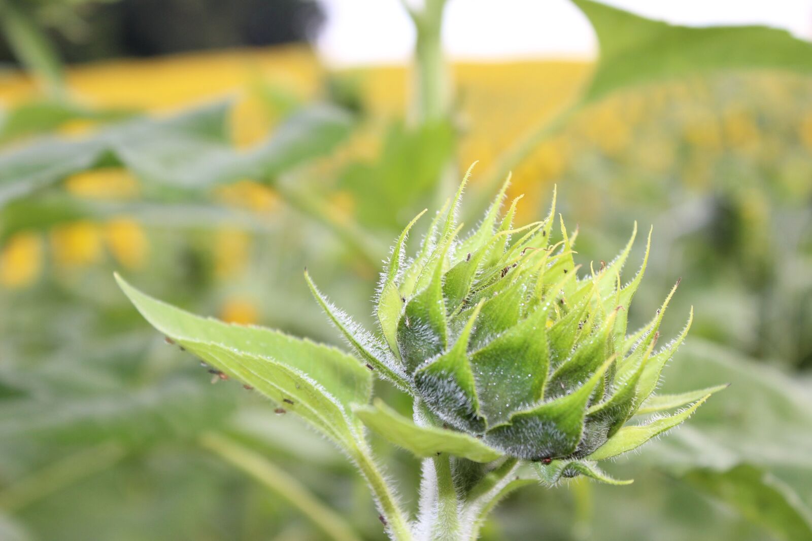 Canon EOS 600D (Rebel EOS T3i / EOS Kiss X5) sample photo. Sunflower, field, nature photography