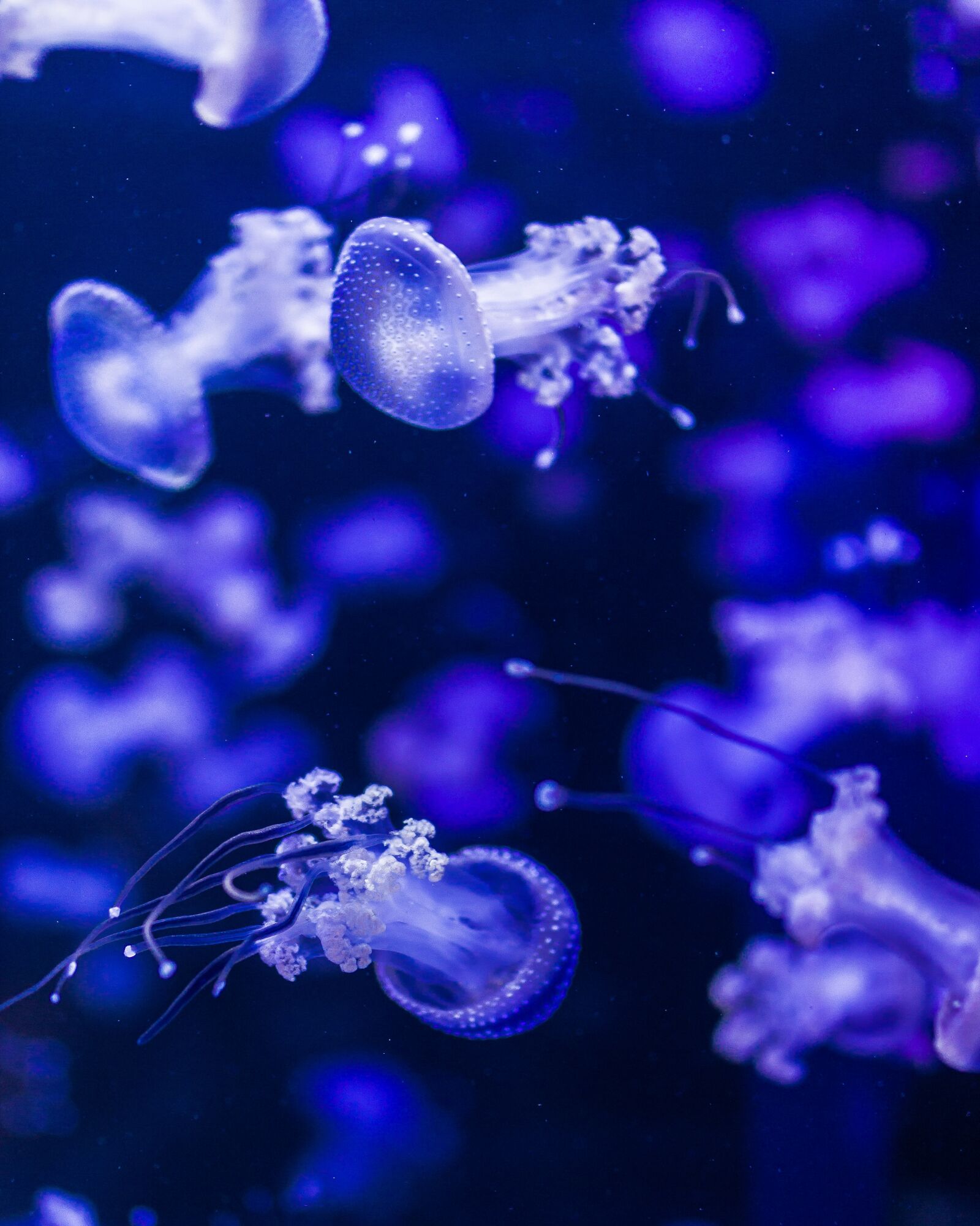 Canon EOS 600D (Rebel EOS T3i / EOS Kiss X5) sample photo. Jellyfish, blue, submarine photography