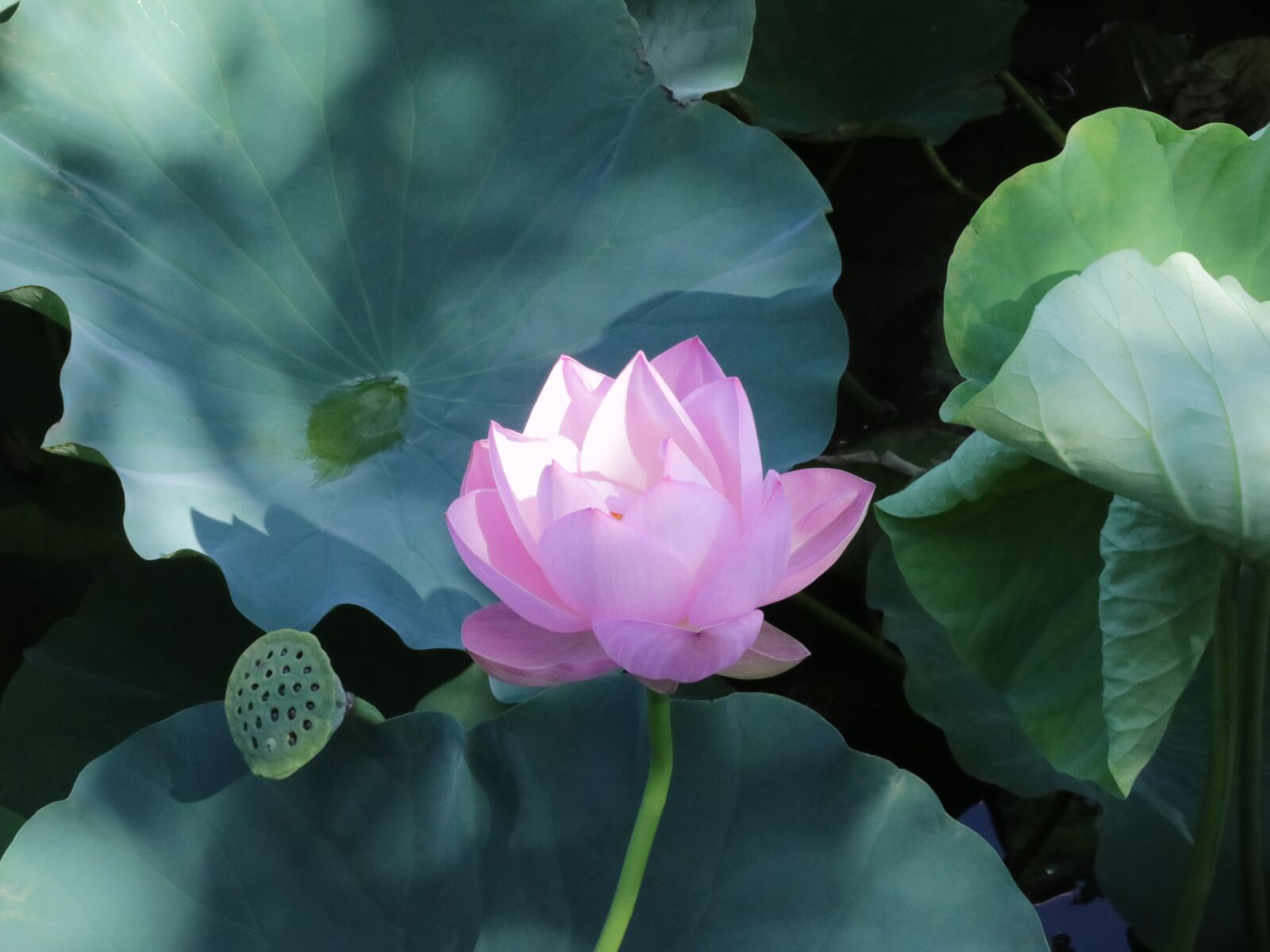 Canon EOS M3 sample photo. Lotus, pink, green photography