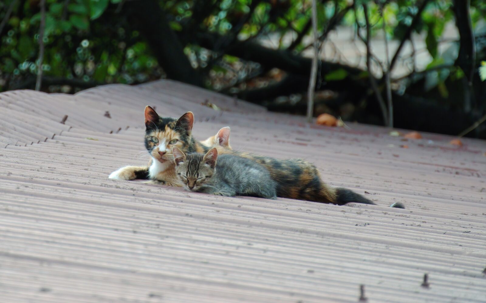 Nikon D5300 sample photo. Cats, kittens, animals photography
