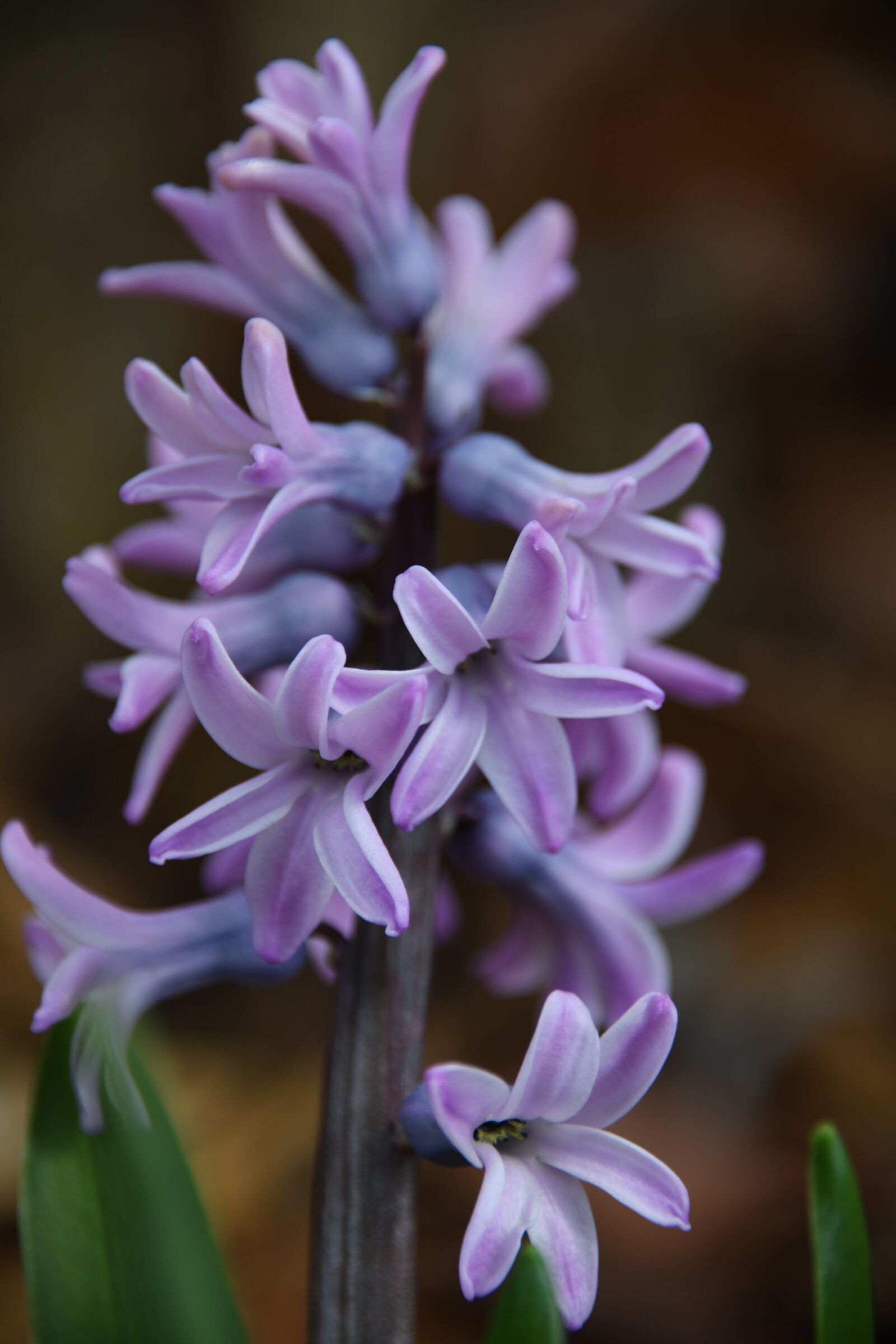 Nikon D850 sample photo. Hyacinths, spring, flower photography