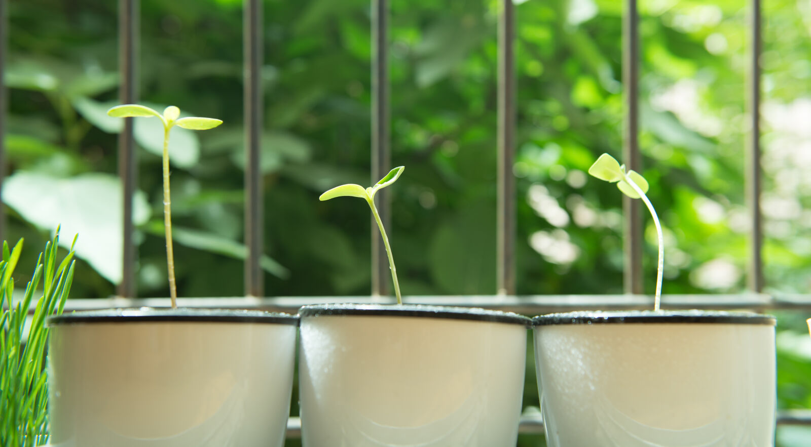Nikon AF-S Nikkor 24-70mm F2.8G ED sample photo. Germination, green photography