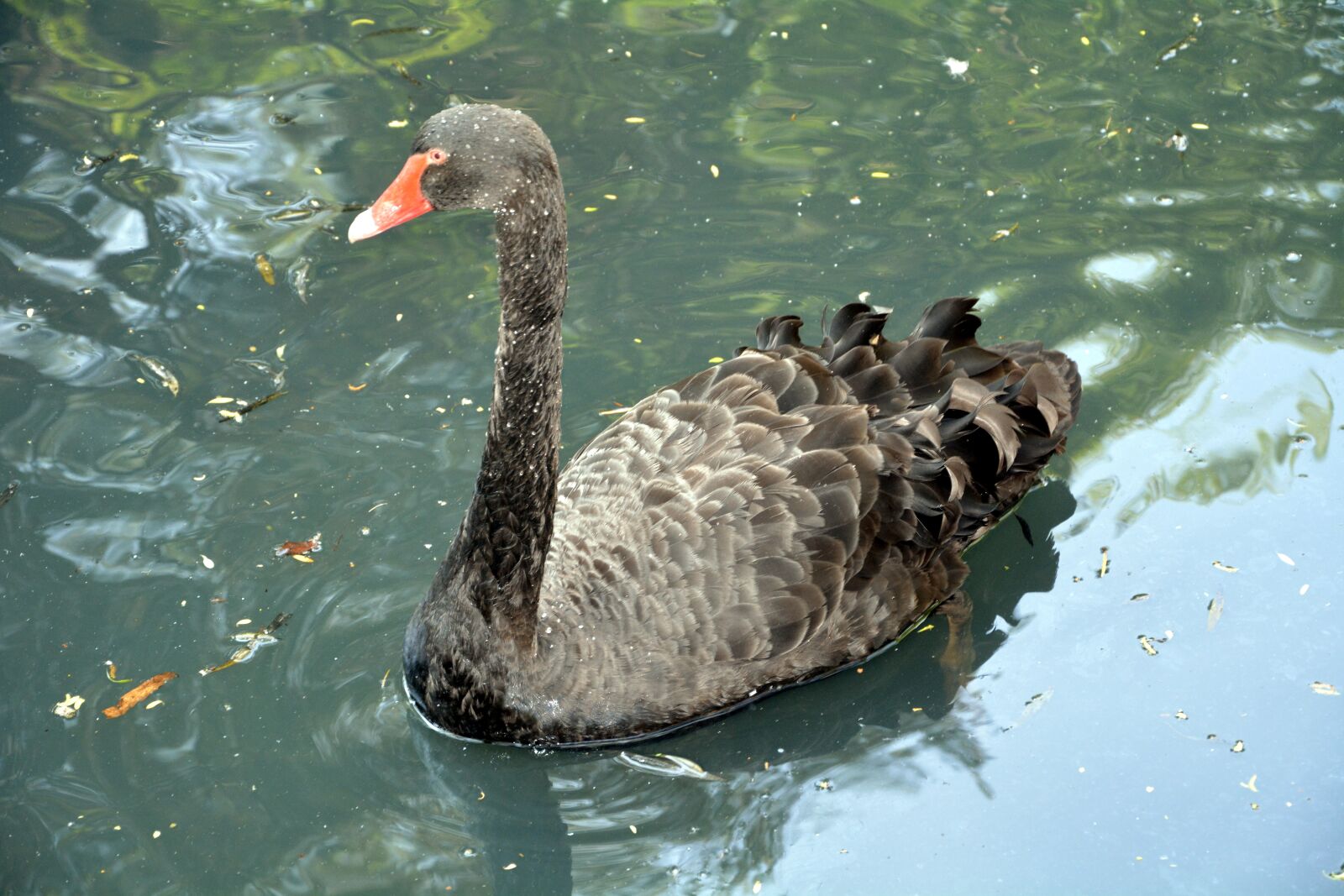 Nikon D5200 sample photo. Black swan, long neck photography