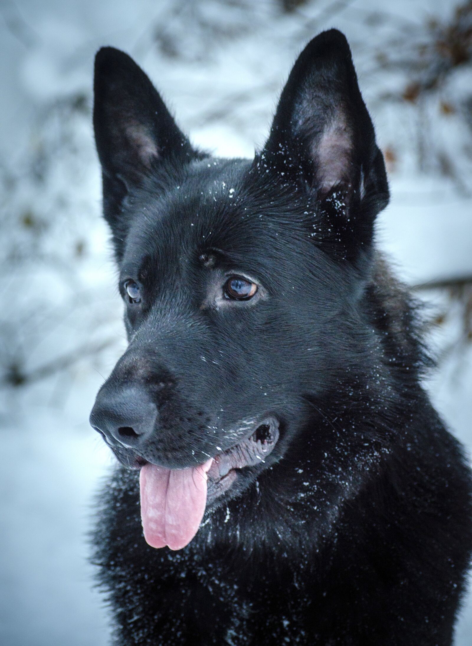 Nikon D5100 sample photo. Dog, animal, snow photography