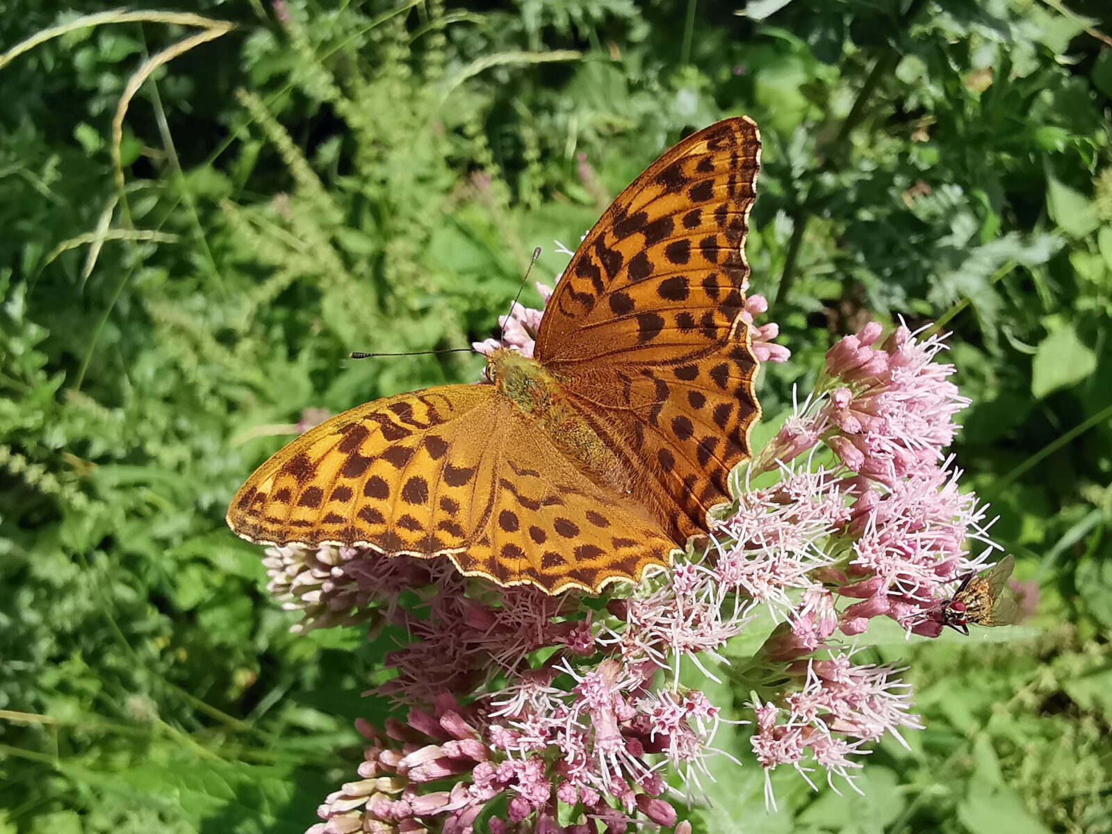 HUAWEI LYA-L29 sample photo. Argynnis paphia, butterfly, orange photography