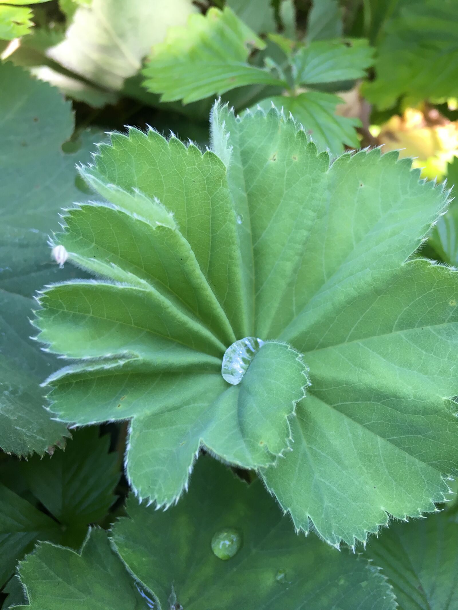 iPhone SE back camera 4.15mm f/2.2 sample photo. Drop of water, flower photography
