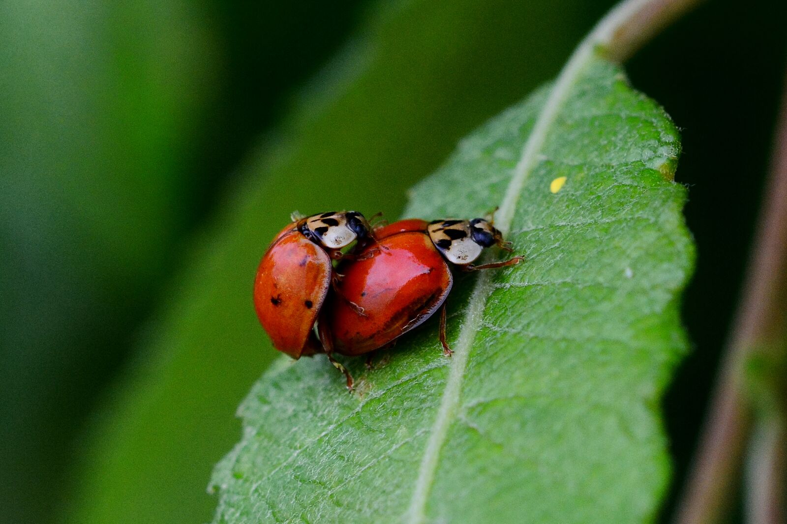 Nikon D5200 sample photo. Ladybug, pairing, close up photography