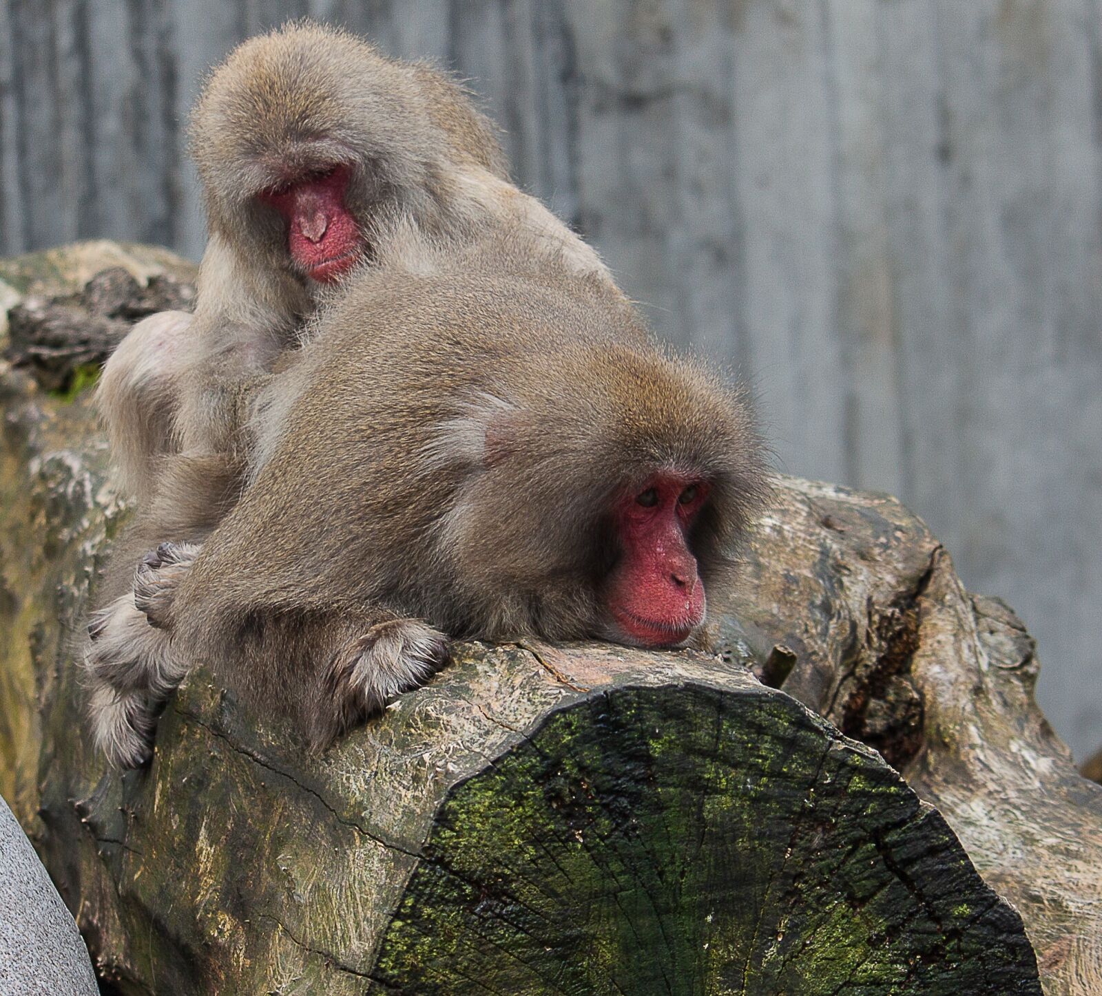 Canon EOS 50D + Canon EF-S 55-250mm F4-5.6 IS STM sample photo. Monkey, animal, mammal photography