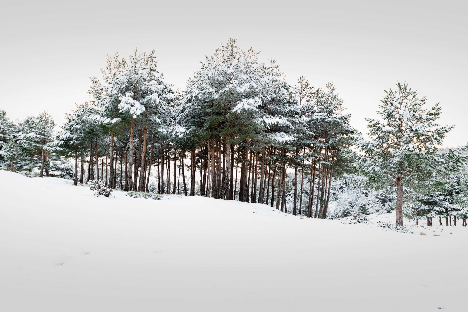 Nikon D850 sample photo. Tree, forest, landscape photography