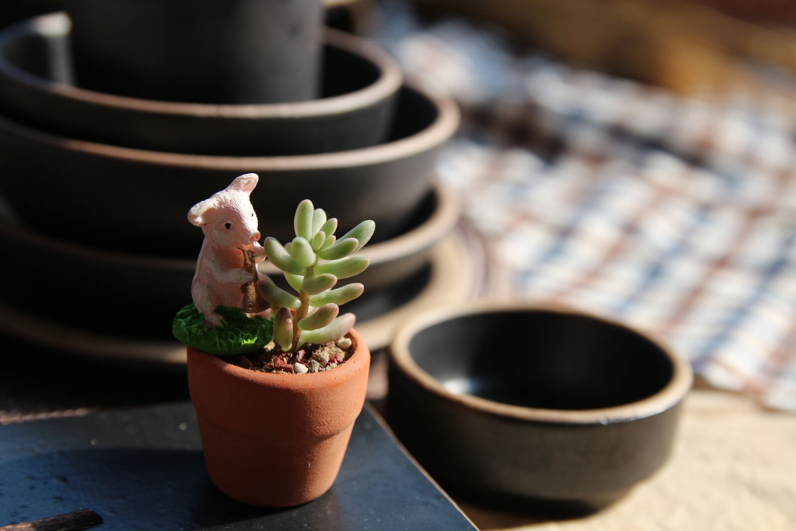 Canon EOS 650D (EOS Rebel T4i / EOS Kiss X6i) sample photo. Plant, succulent, flower pot photography