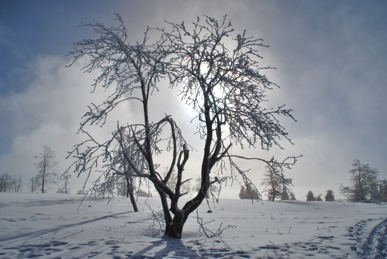 Nikon D60 sample photo. Winter, snow, cold photography