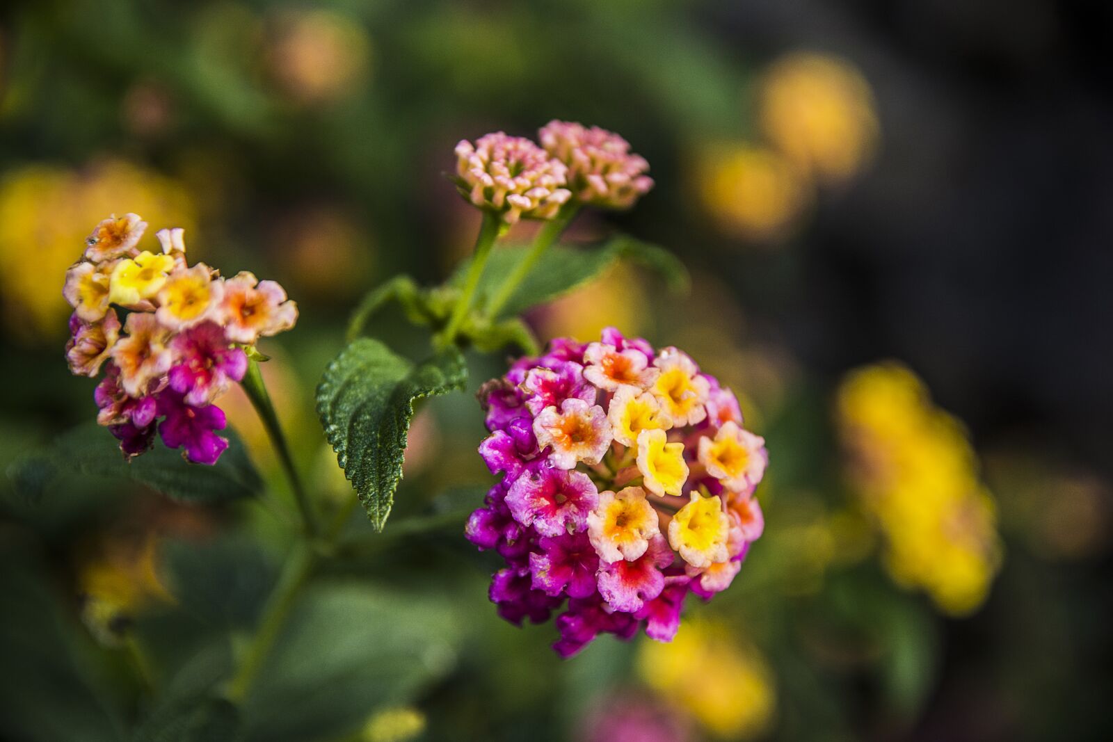 Nikon D7100 sample photo. Flower, nature, plant photography