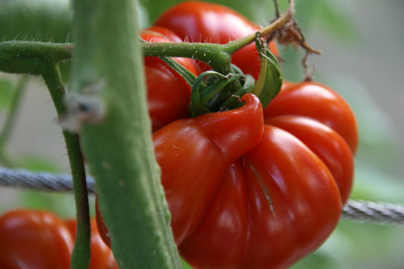 Canon EOS 400D (EOS Digital Rebel XTi / EOS Kiss Digital X) sample photo. Tomato, red, old variety photography