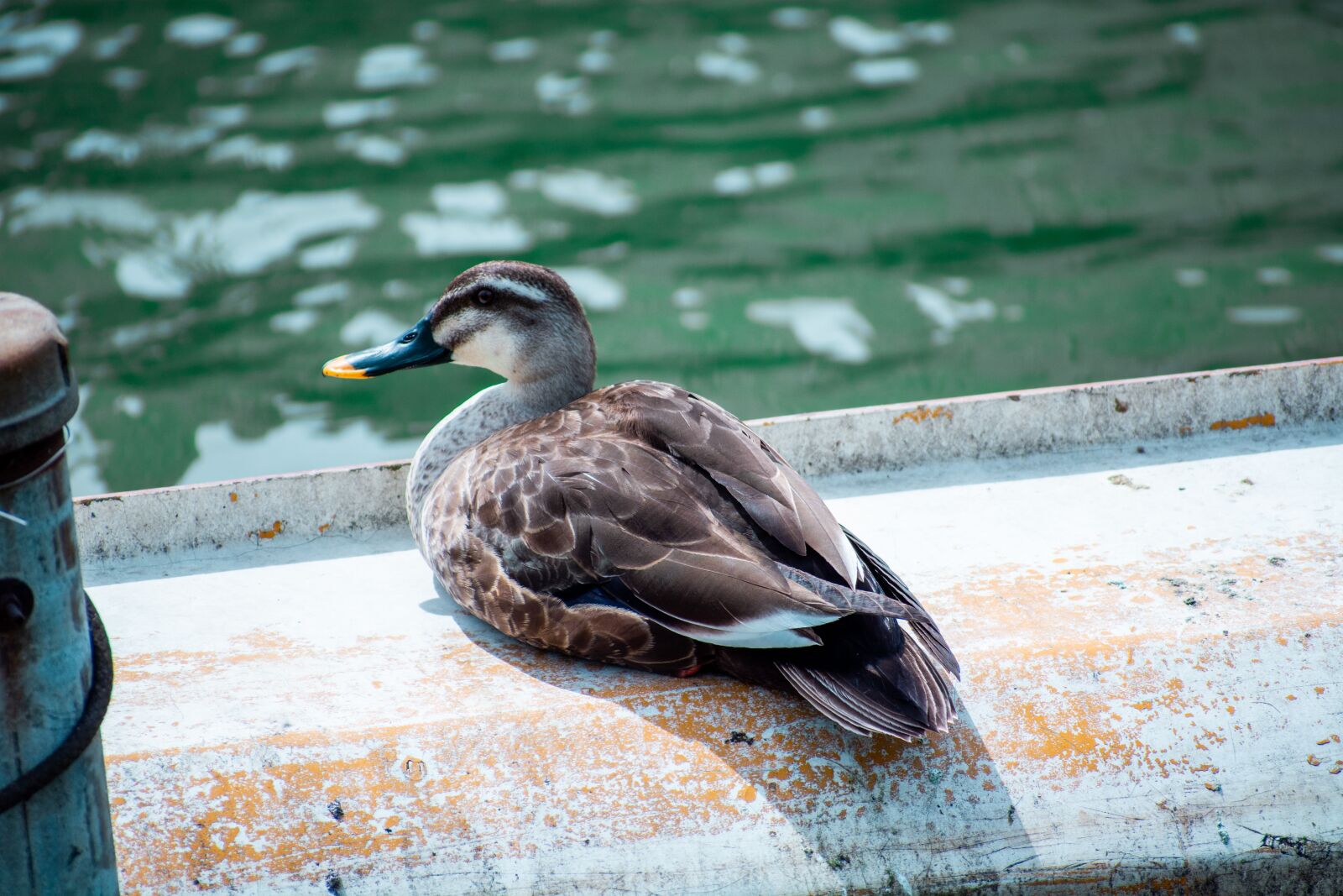 Nikon D7100 sample photo. Duck, animal, plumage photography