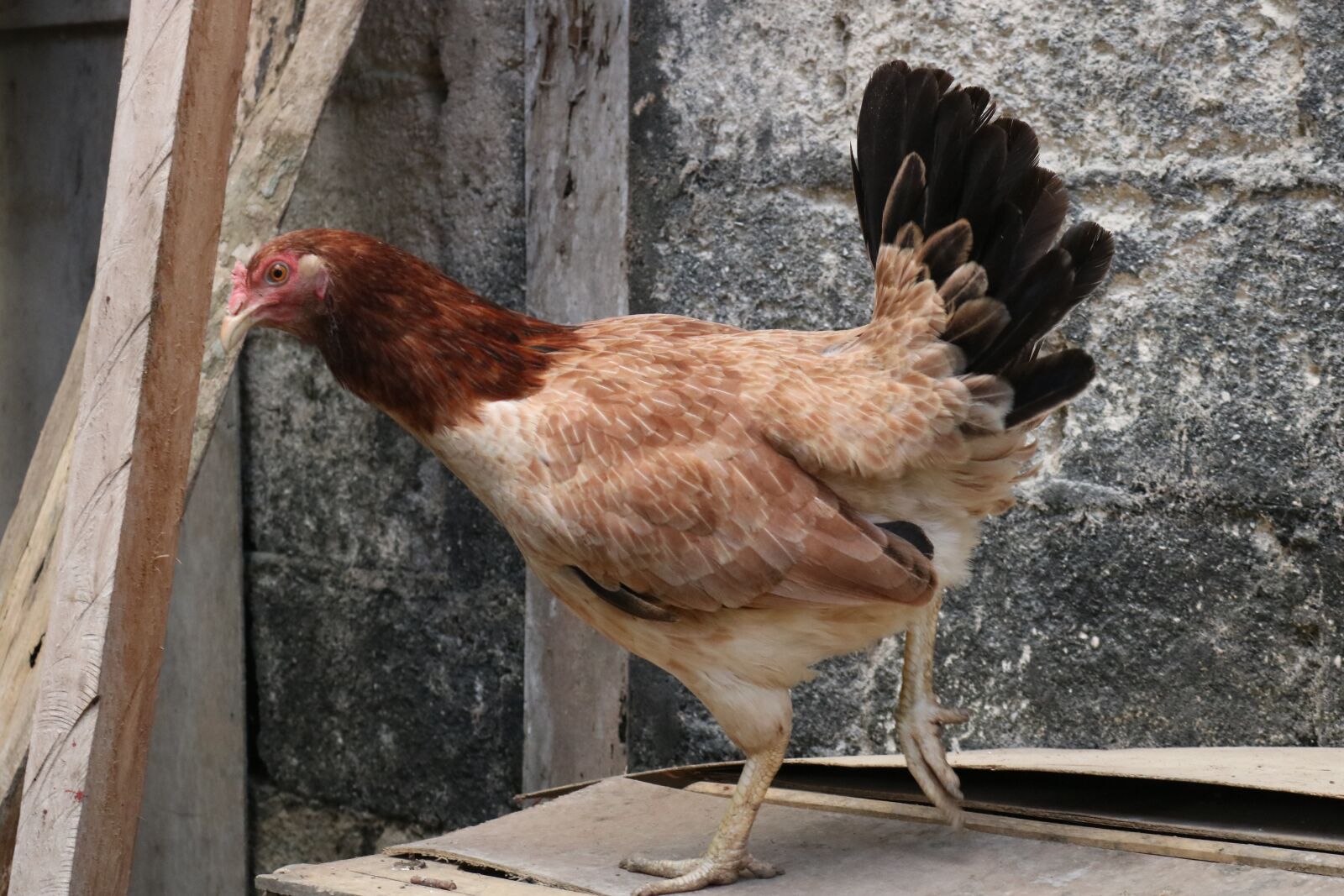 Canon EOS 750D (EOS Rebel T6i / EOS Kiss X8i) sample photo. Chicken, hen, animal photography