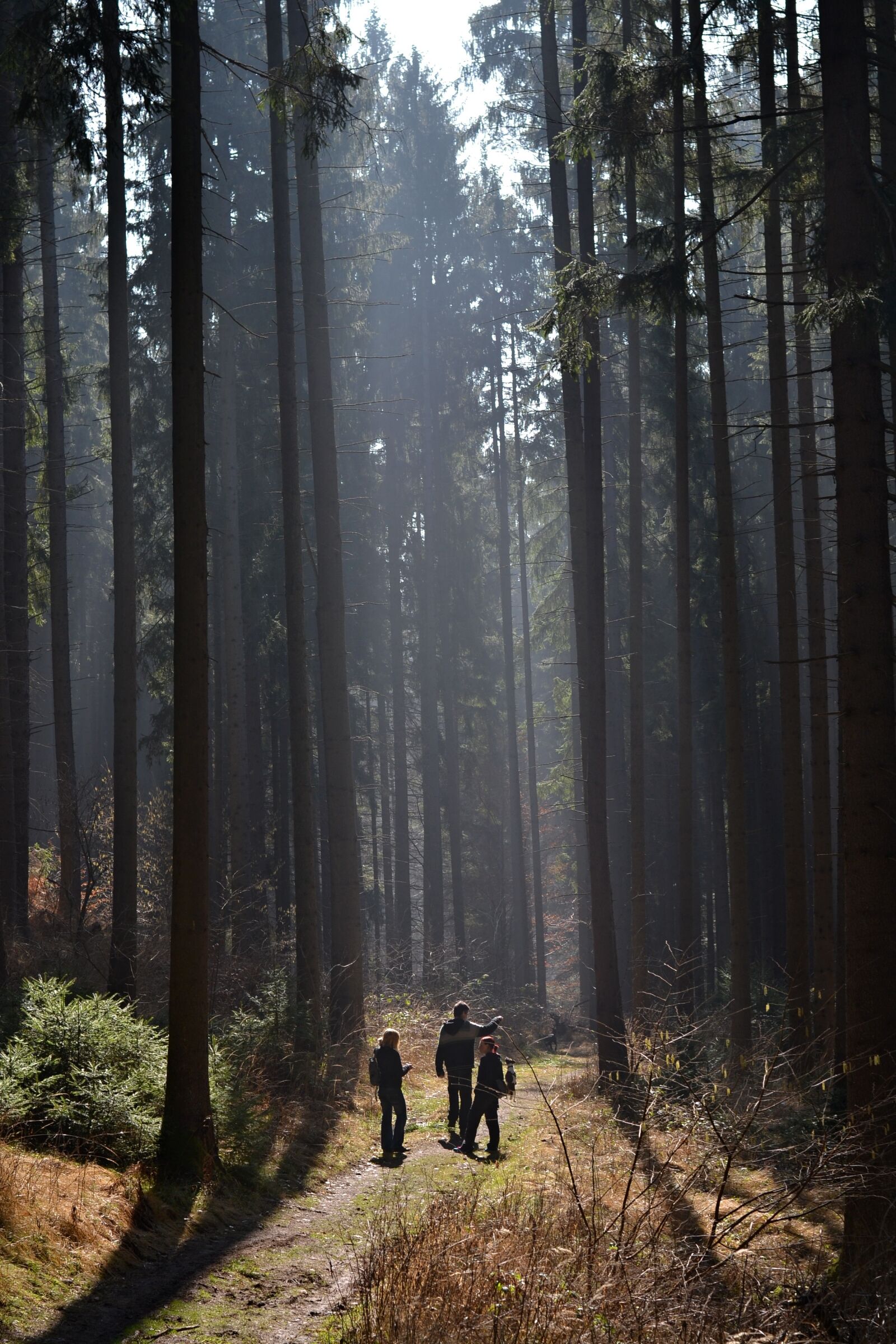 Nikon D3100 sample photo. Forest, path, trail photography