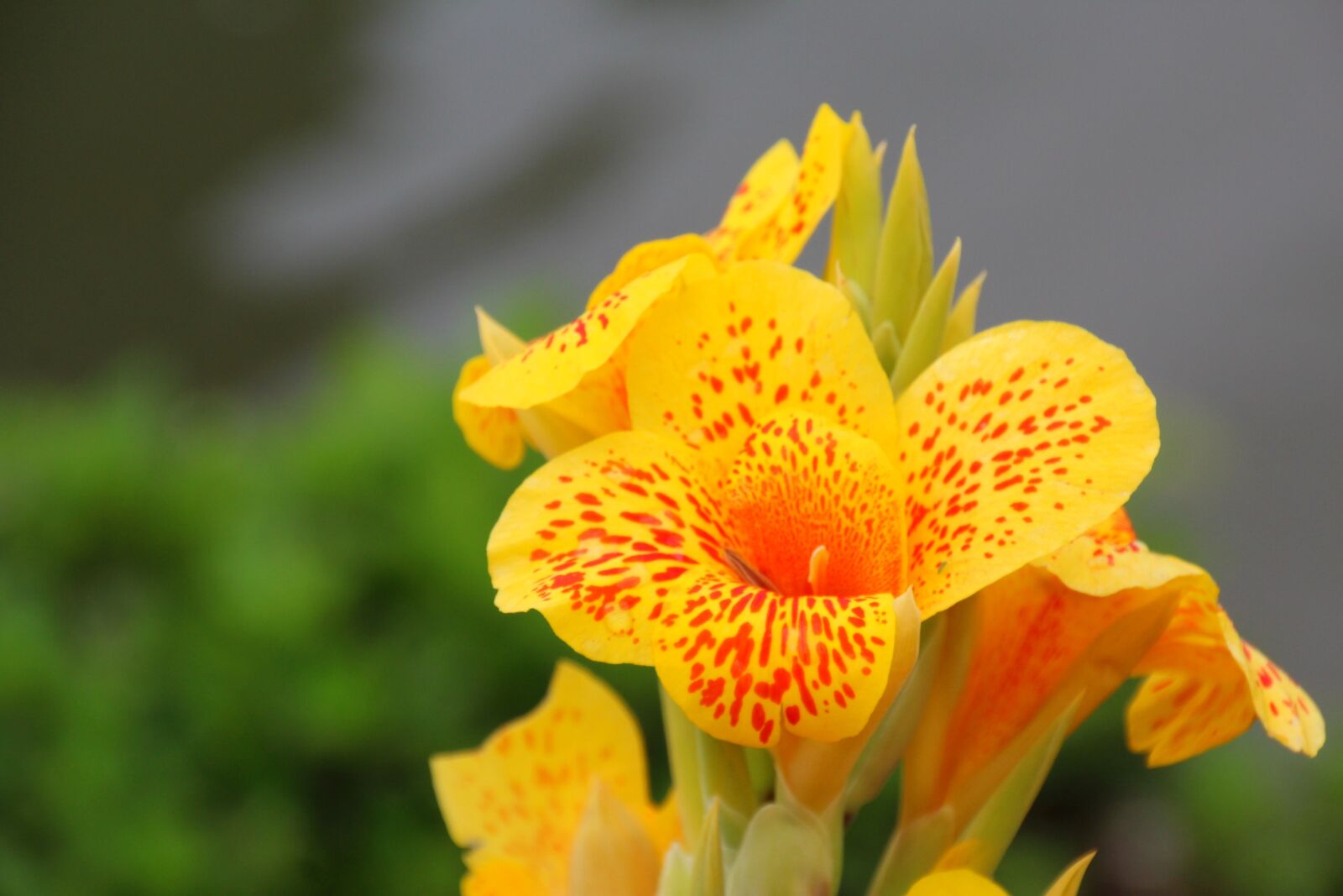 Canon EOS 1200D (EOS Rebel T5 / EOS Kiss X70 / EOS Hi) sample photo. Flower, orange, blossom photography