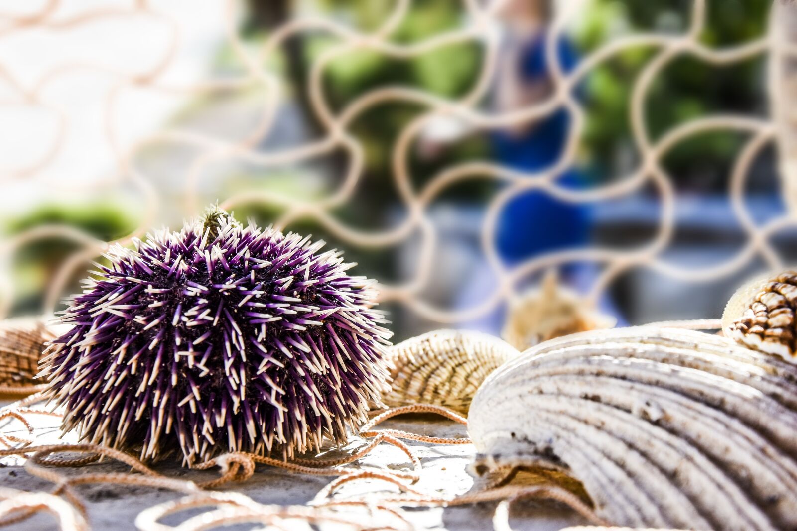 Nikon D7200 sample photo. Decoration, decoration sea, urchin photography