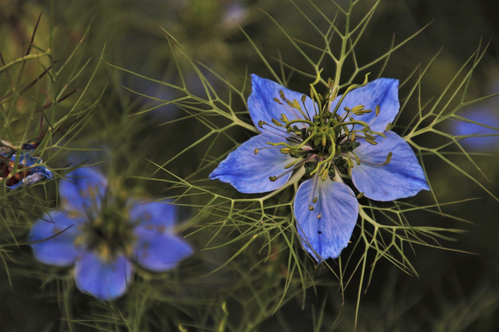 Canon EOS 80D sample photo. Czarnuszka plant, blooming, love-in-a-mist photography