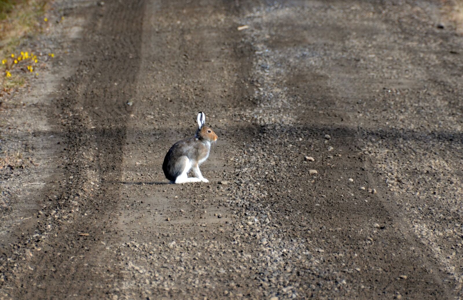 Nikon D5100 sample photo. Hare, morning, dirt road photography