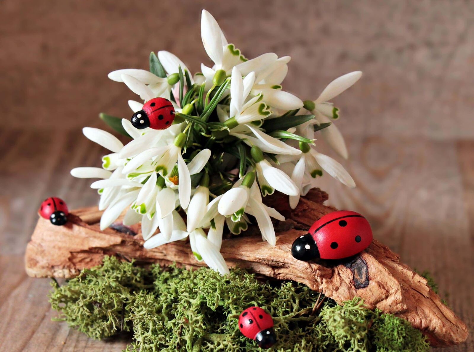 Canon EOS 550D (EOS Rebel T2i / EOS Kiss X4) sample photo. Ladybug, plant, insect, flower photography