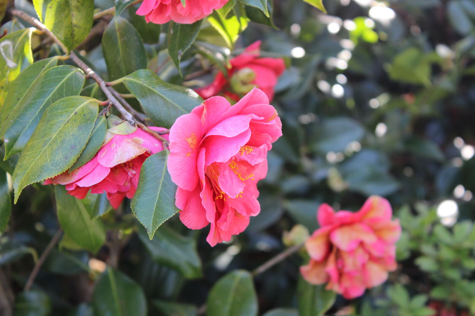 Canon EOS 600D (Rebel EOS T3i / EOS Kiss X5) sample photo. Blue, flower, flowers, france photography