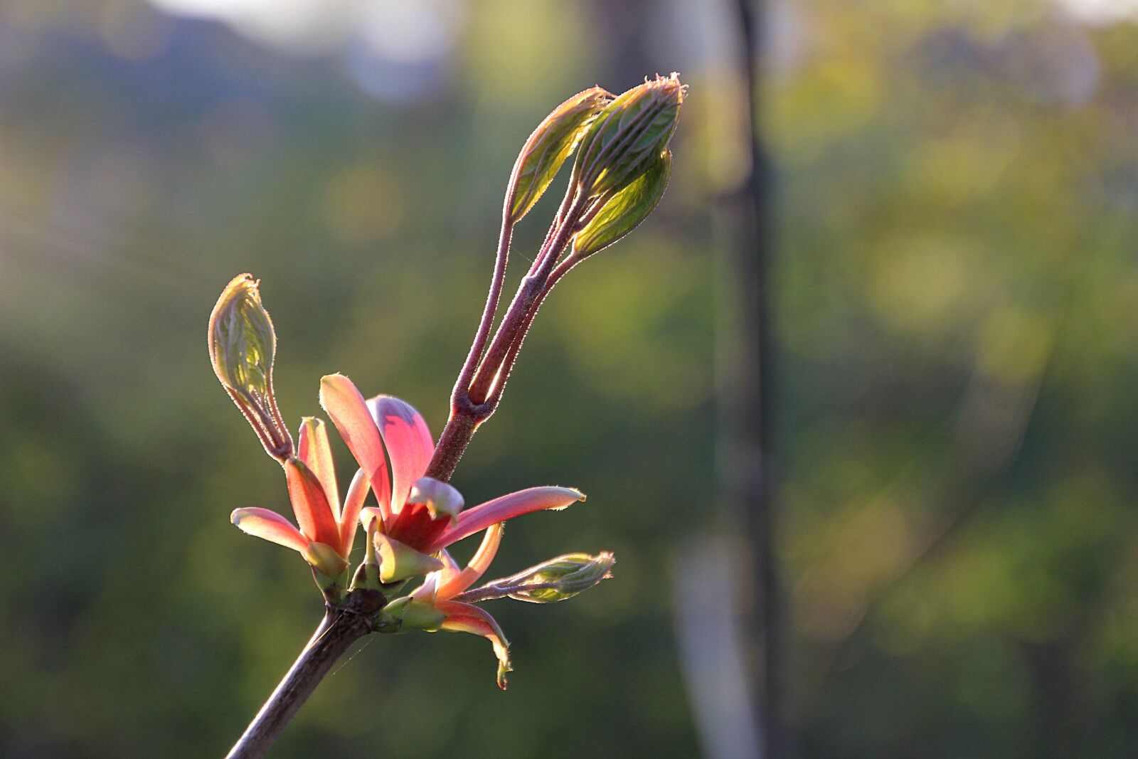 Canon EOS 600D (Rebel EOS T3i / EOS Kiss X5) sample photo. Button, grow, spring photography