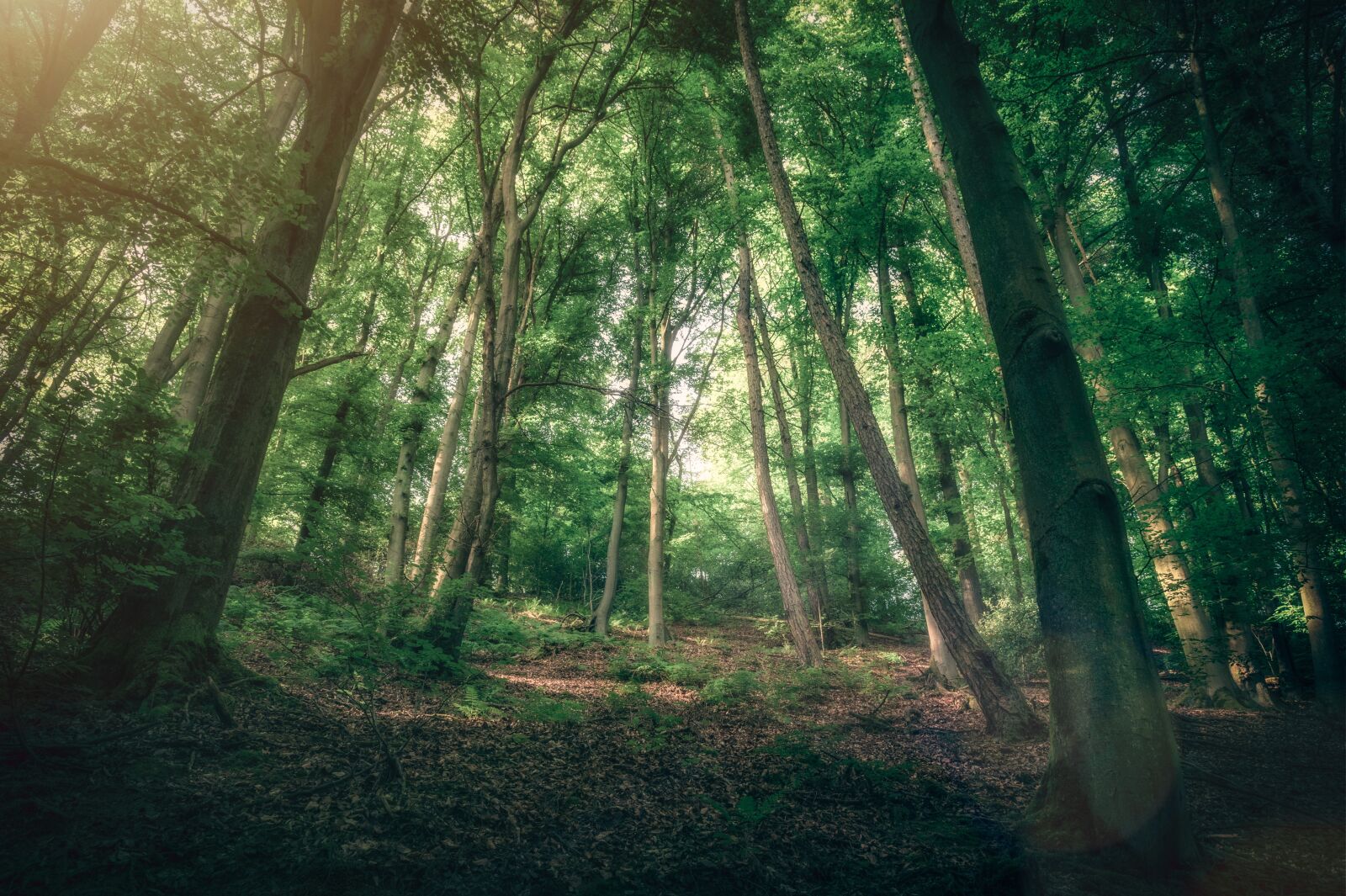 Nikon Z6 sample photo. Forest, trees, light photography