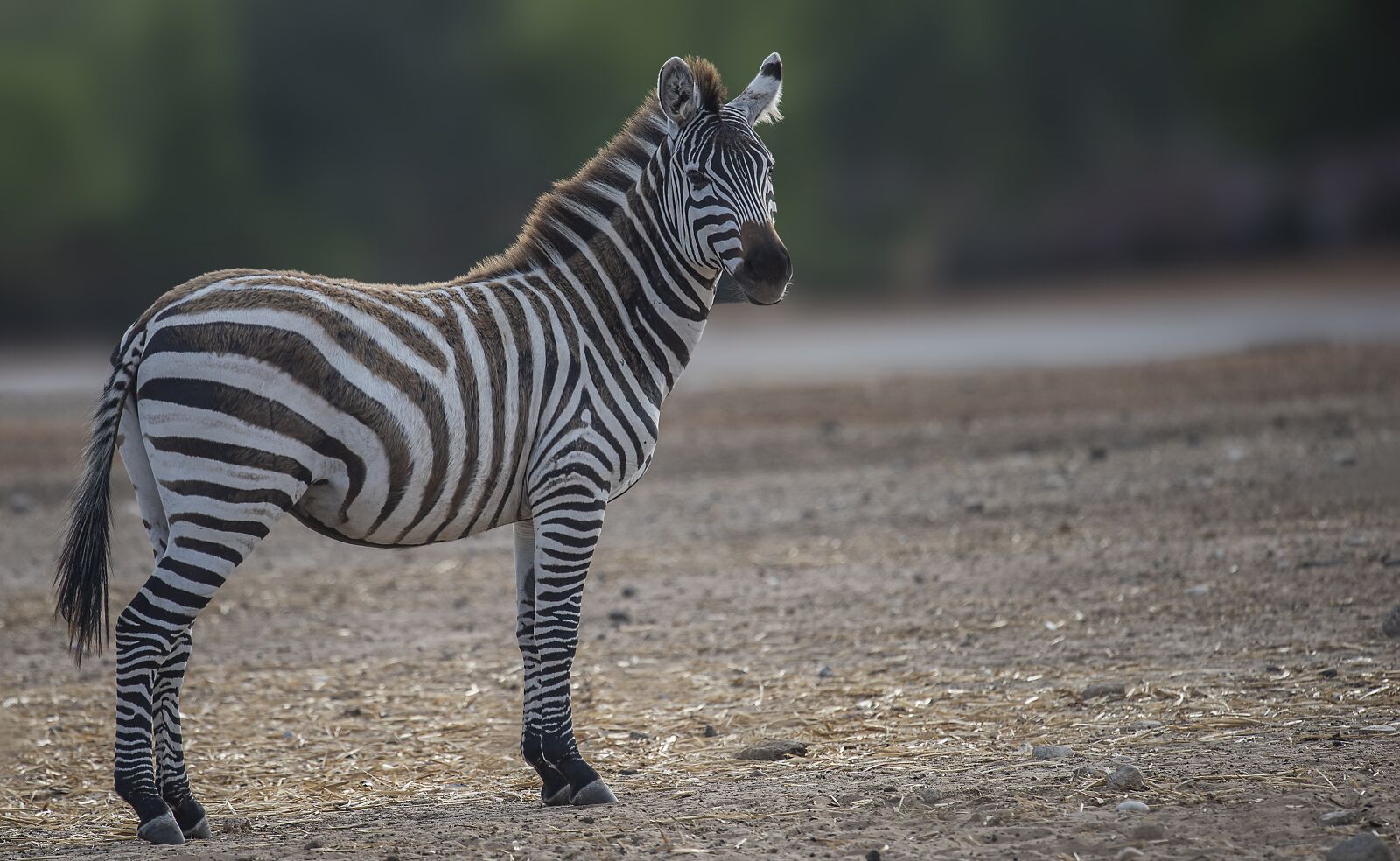 Nikon D810 sample photo. Zebra, animal, safari photography