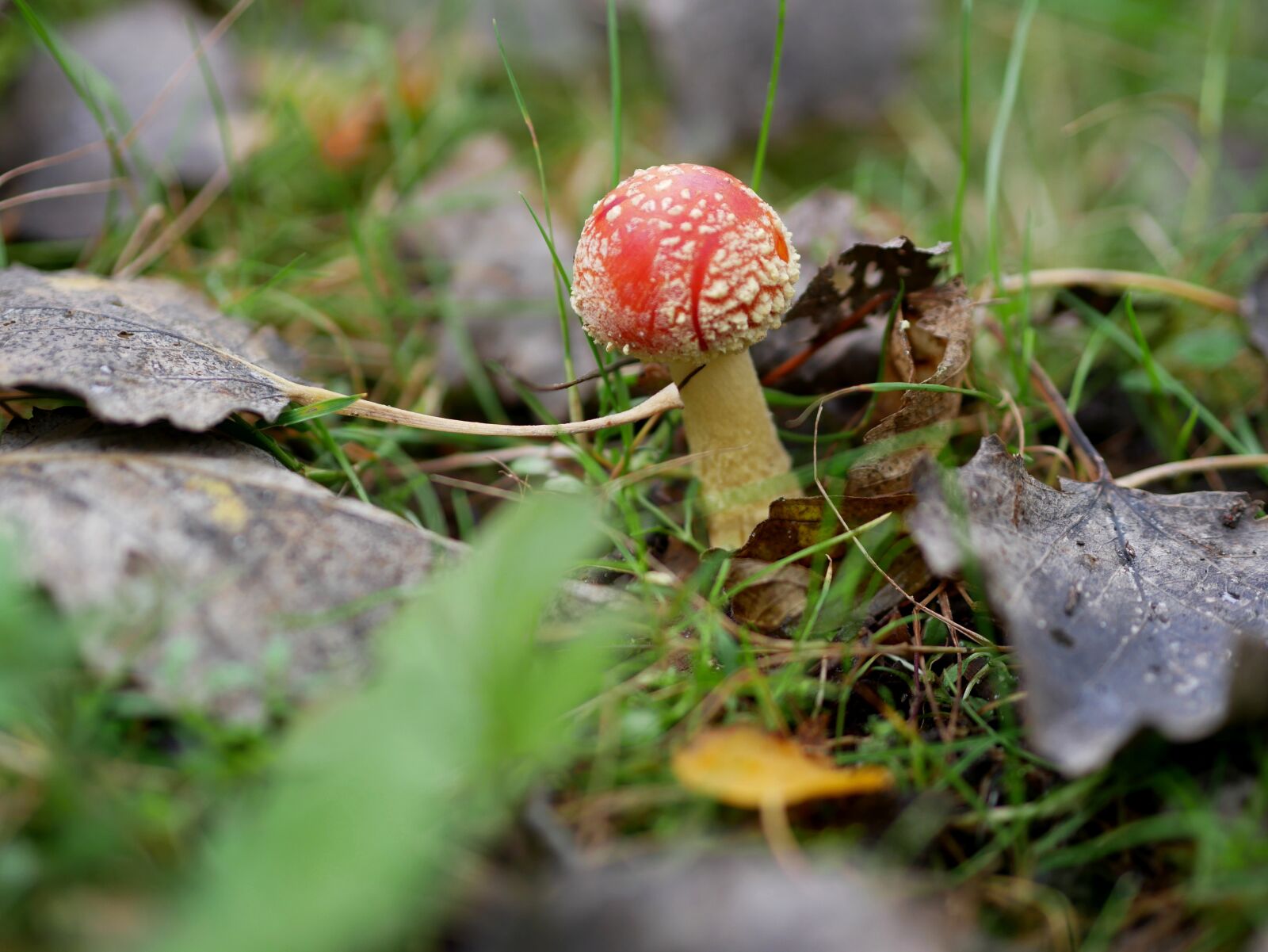 Panasonic Lumix DMC-GX85 (Lumix DMC-GX80 / Lumix DMC-GX7 Mark II) sample photo. Fly agaric, forest, nature photography