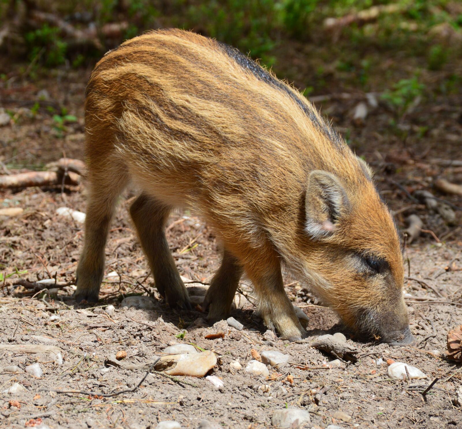 Nikon D3200 sample photo. Hog wild, piglet, animal photography