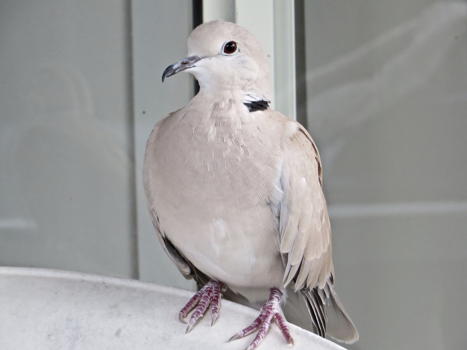 Canon PowerShot SX280 HS sample photo. Birds, australian, brisbane photography