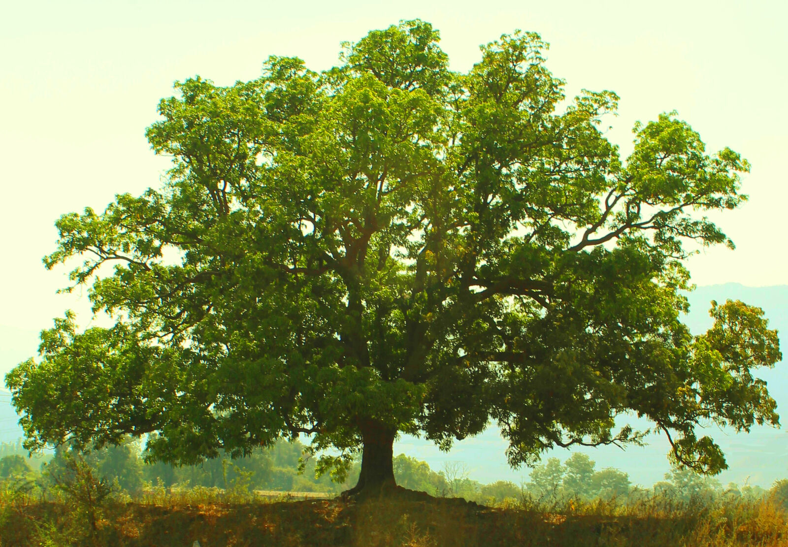 Canon EOS 1200D (EOS Rebel T5 / EOS Kiss X70 / EOS Hi) sample photo. Nature, nature, wallpaper, tree photography