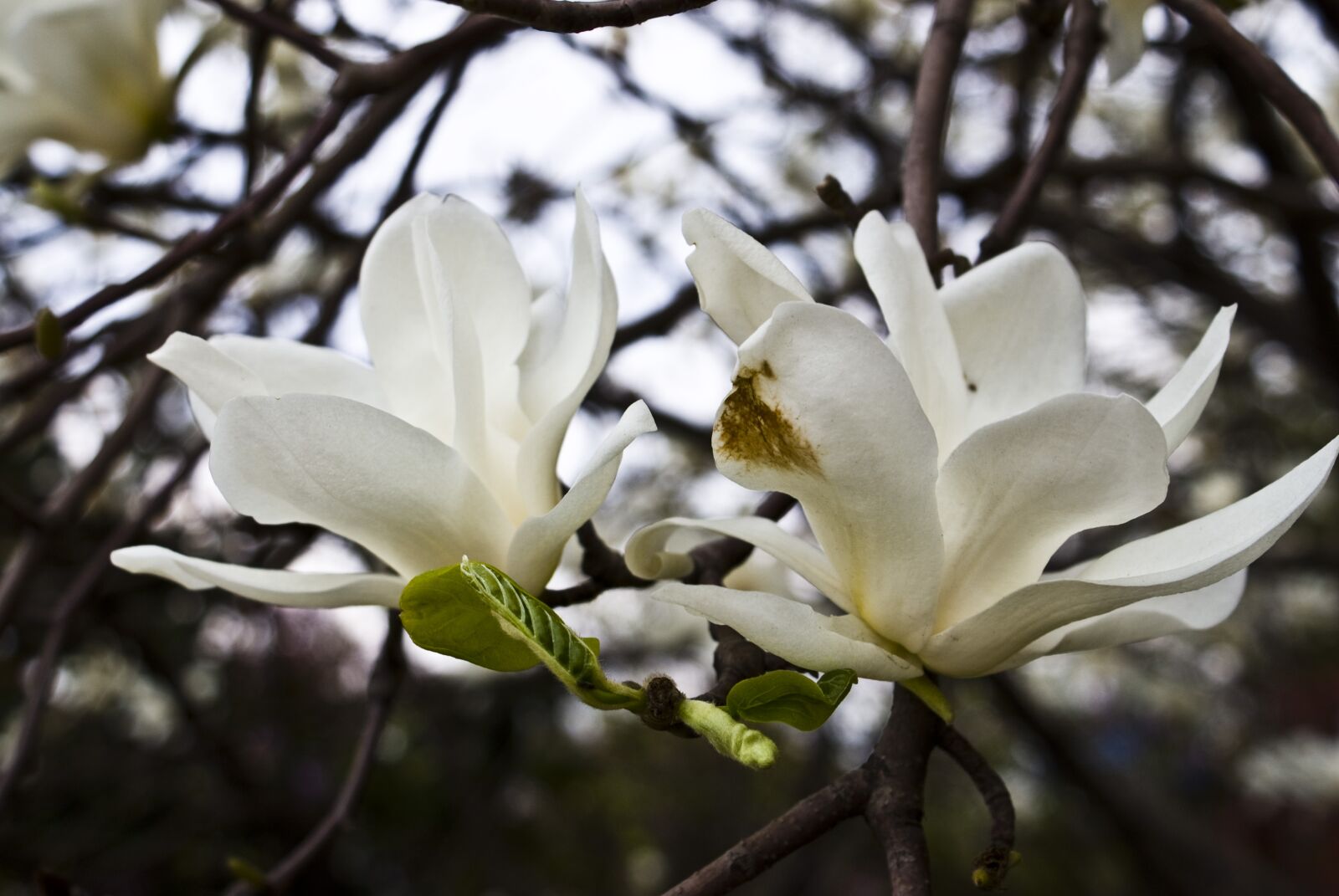 Sony Alpha DSLR-A300 sample photo. Flowers, spring, wood photography