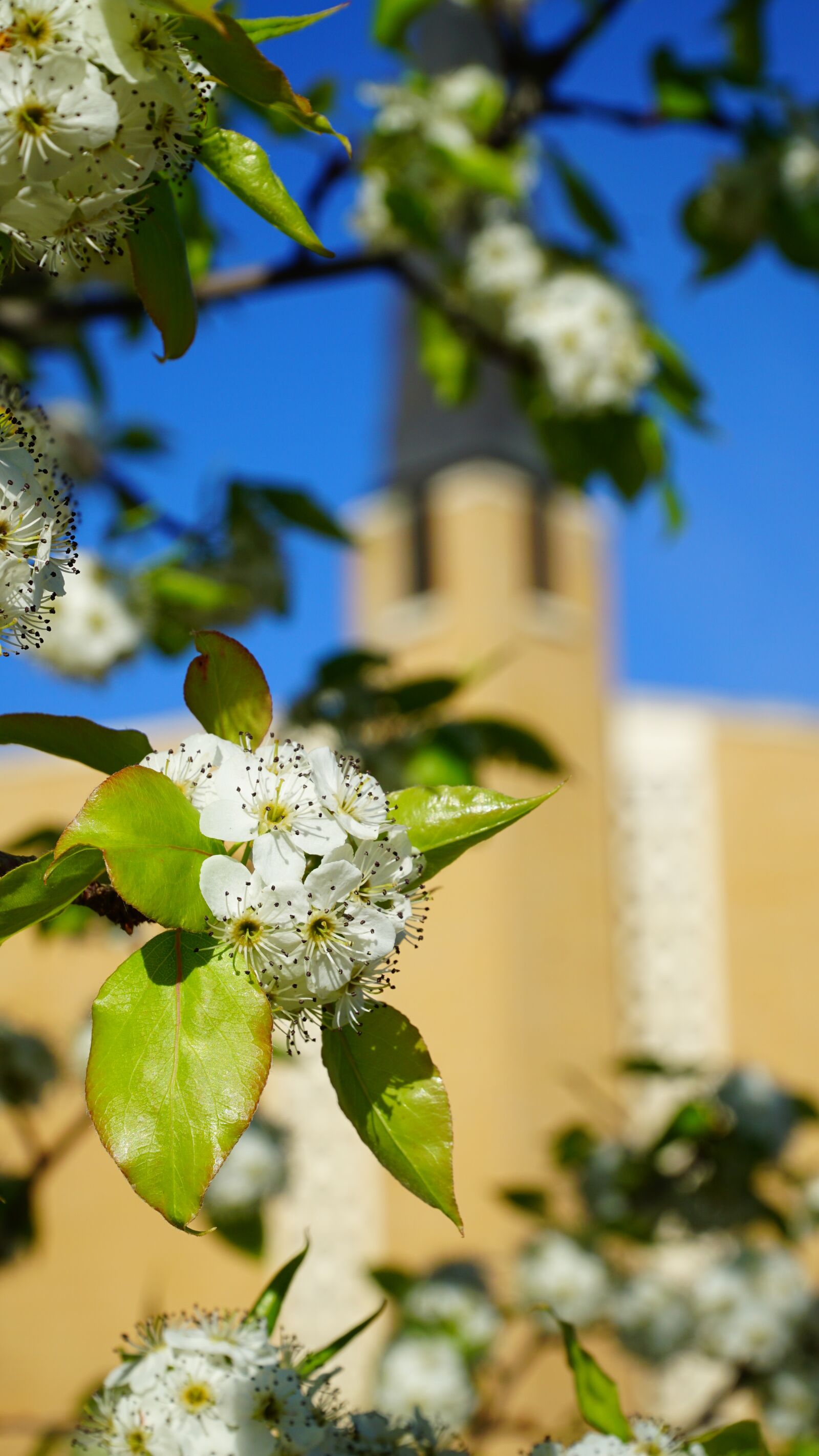 Sony a6000 + Sony E PZ 18-105mm F4 G OSS sample photo. Church, spring, easter photography