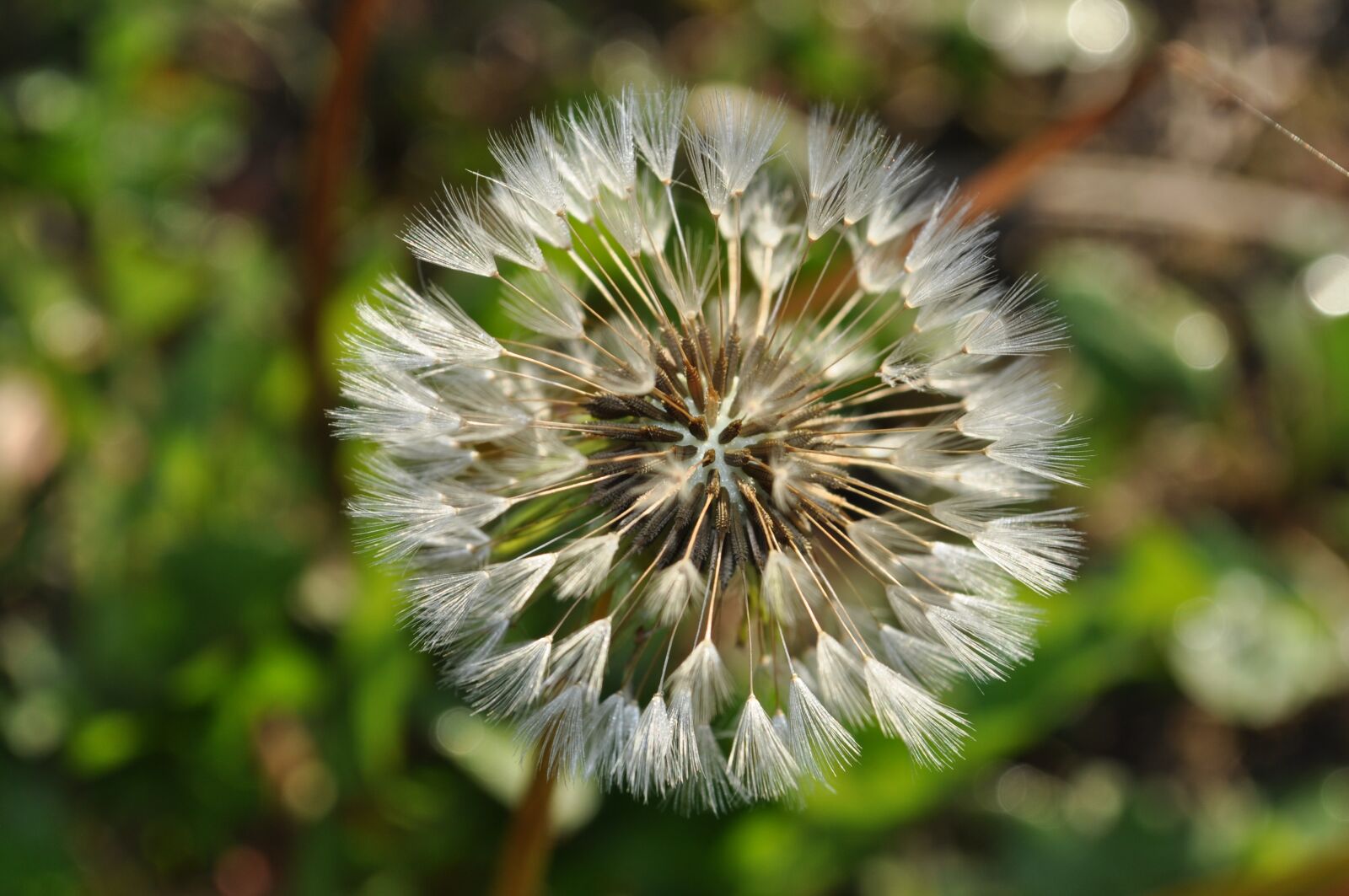 Nikon D90 sample photo. Flower, dandelion, dry photography