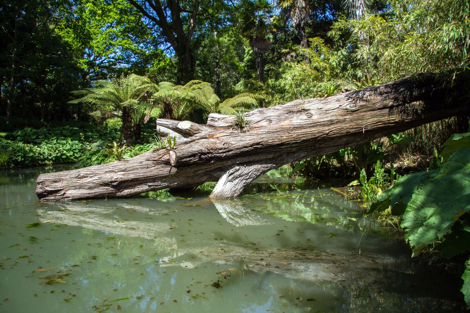 Canon EOS 7D sample photo. Swamp, wood, pond photography
