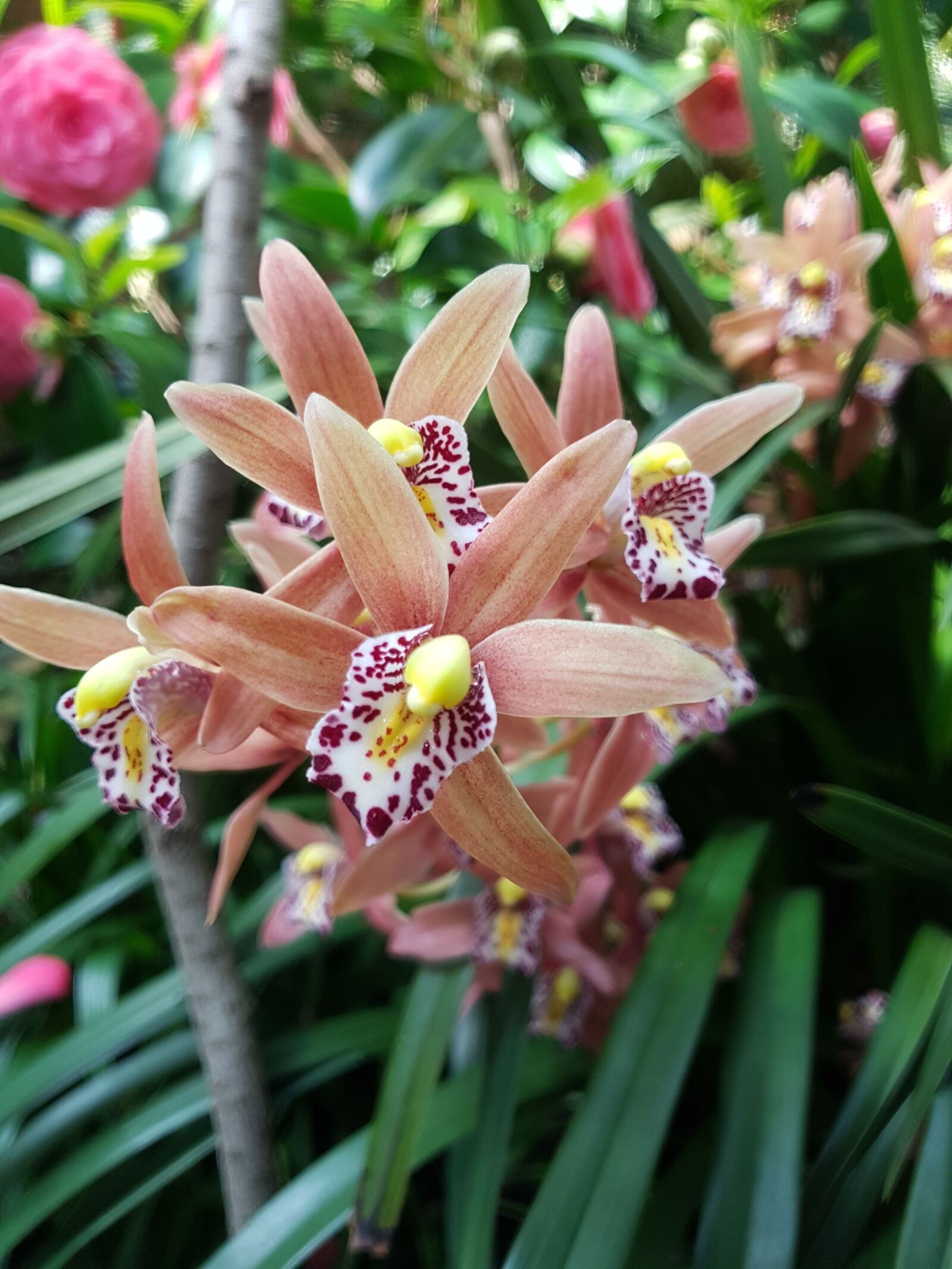 Samsung Galaxy S7 Edge sample photo. Flower, nature, flora photography