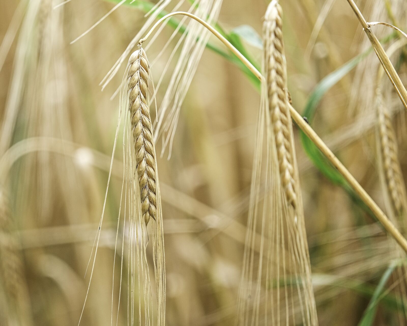 Fujifilm X-T30 sample photo. Barley, crop, agriculture photography
