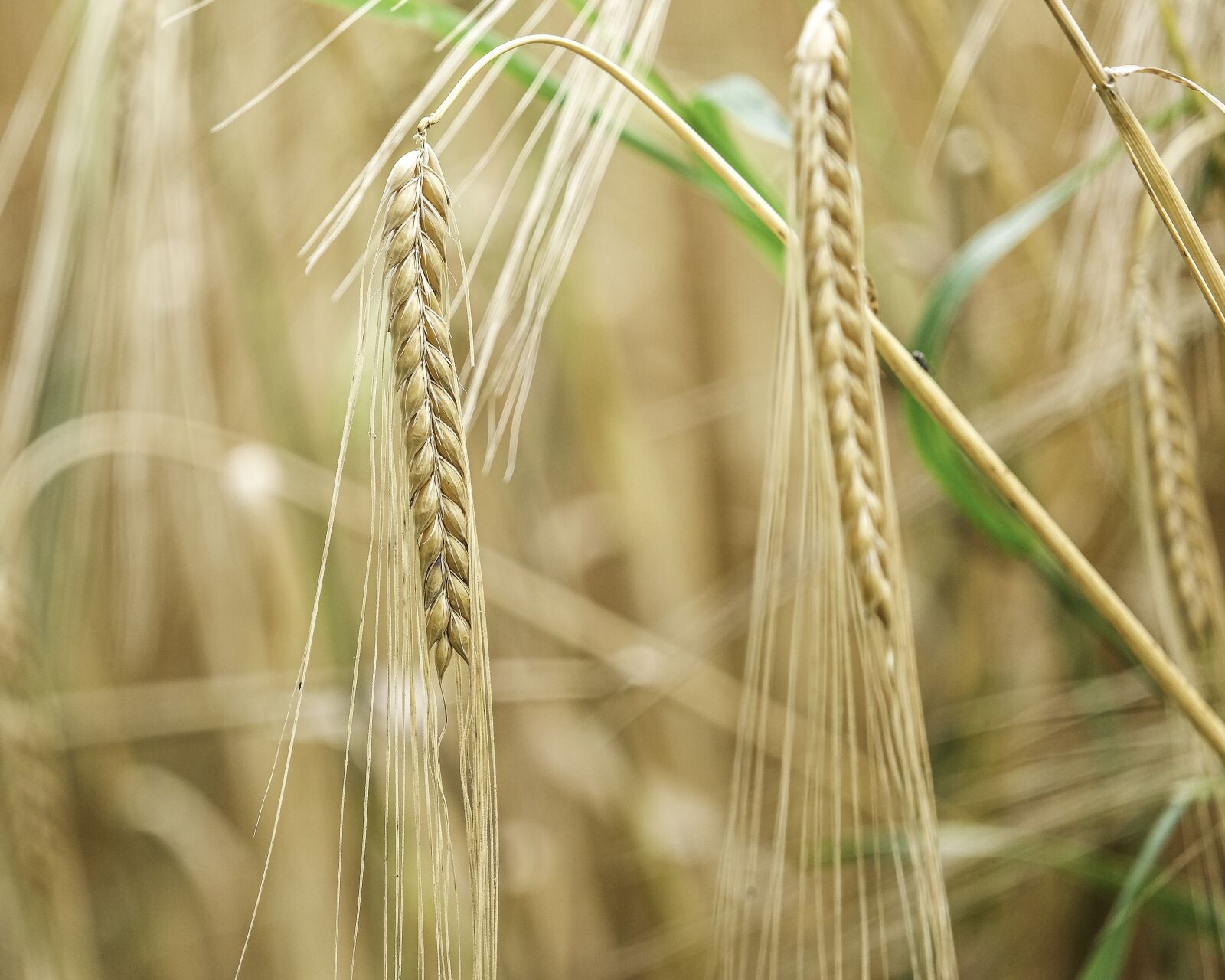 Fujifilm X-T30 + Fujifilm XF 55-200mm F3.5-4.8 R LM OIS sample photo. Barley, crop, agriculture photography