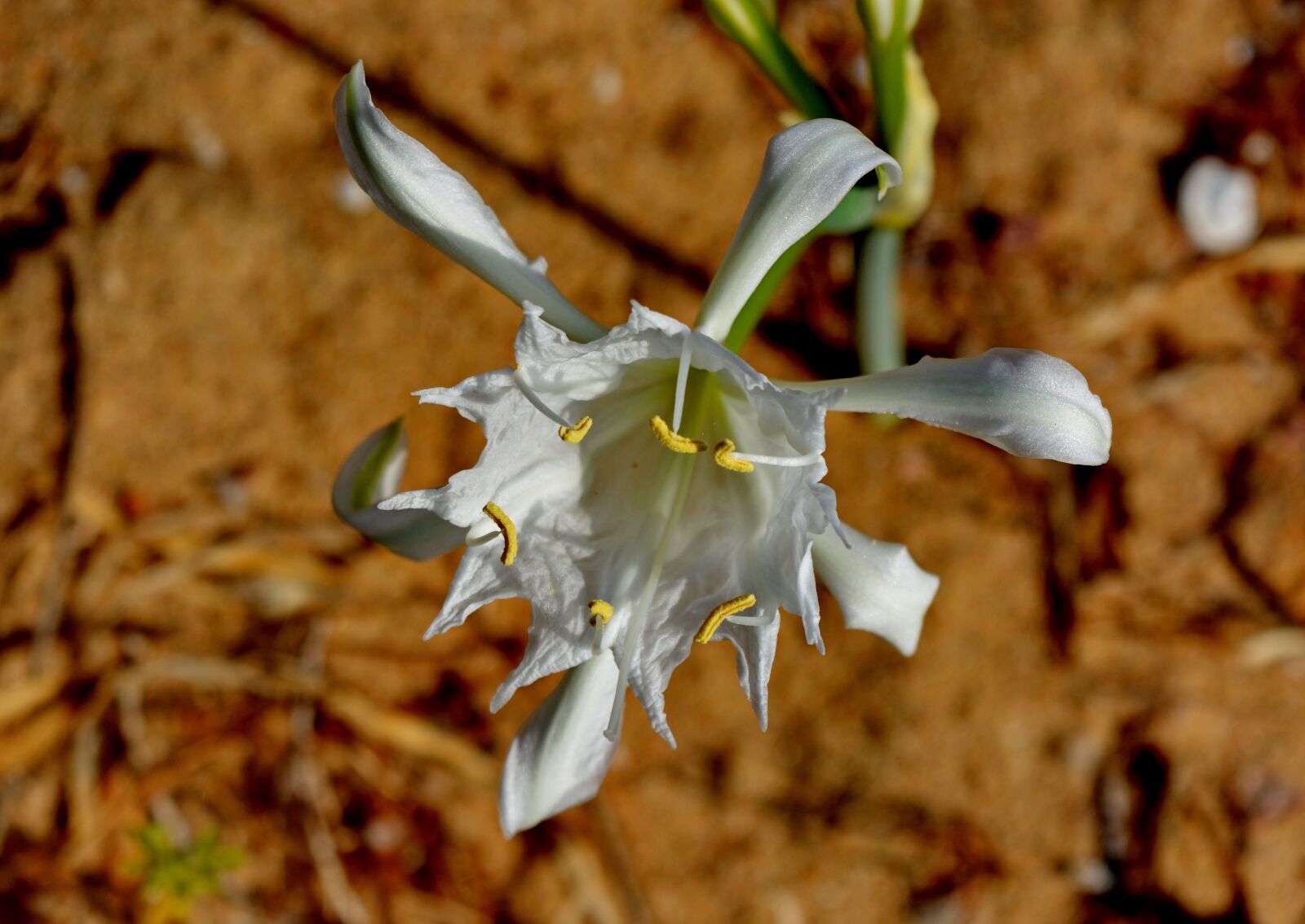 Nikon D5200 sample photo. Flower, white, botany photography
