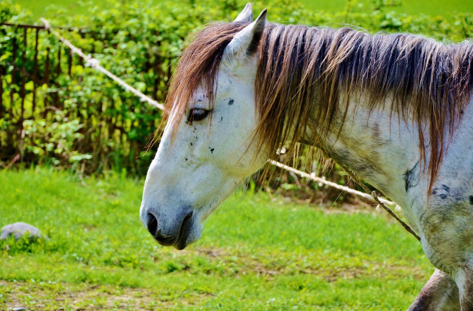 Nikon D7000 sample photo. White, horses, animal photography