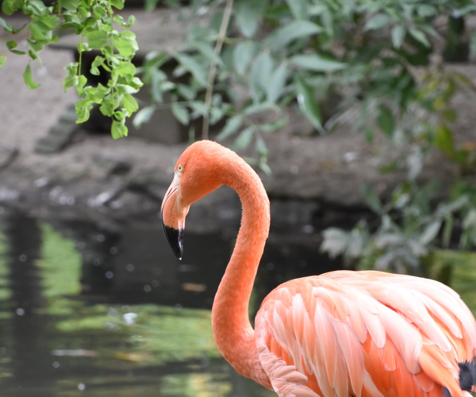 Nikon D5600 sample photo. Pink flamingo, bird, nature photography