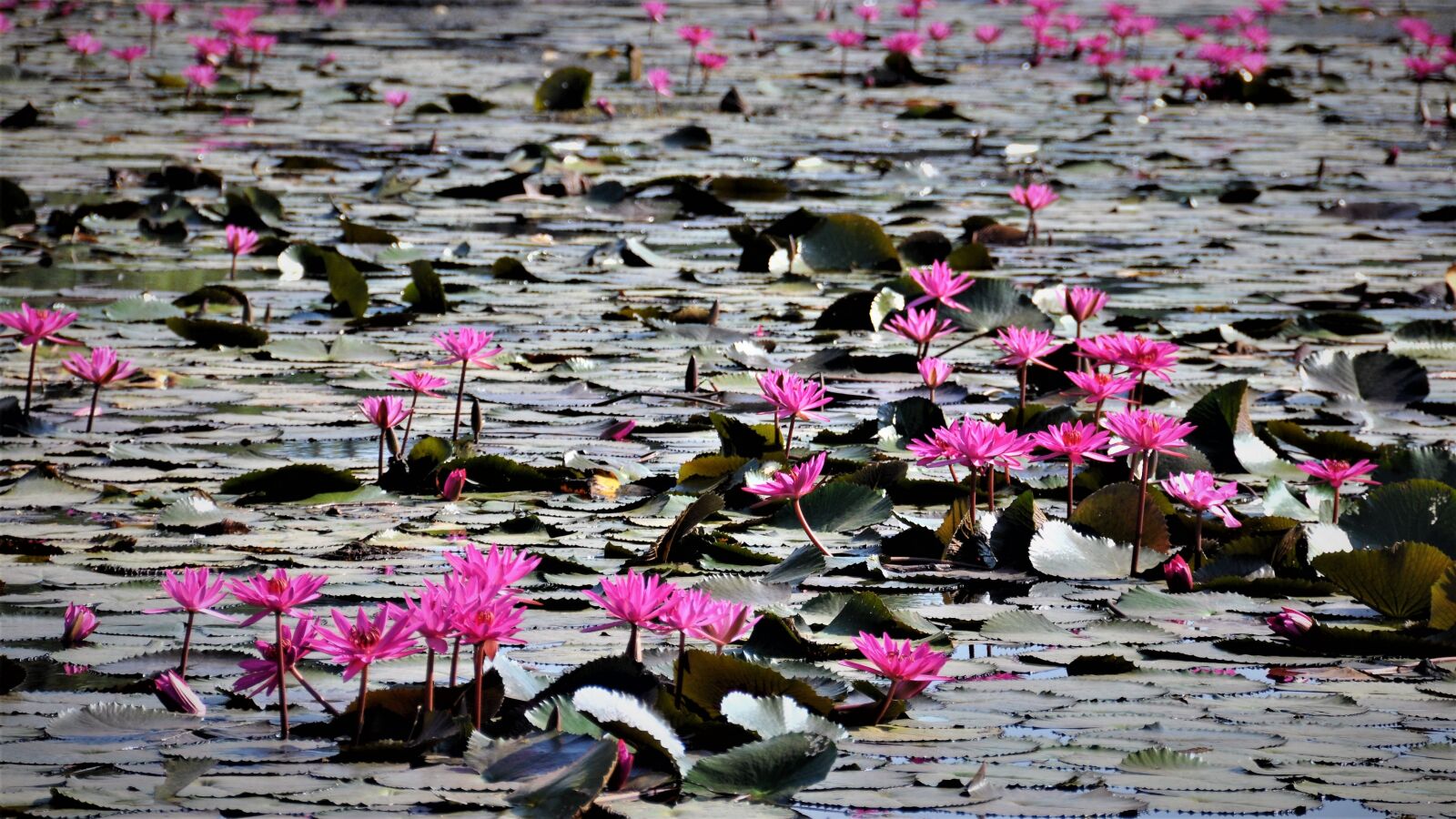 Nikon D90 sample photo. Flower, nature, lotus photography