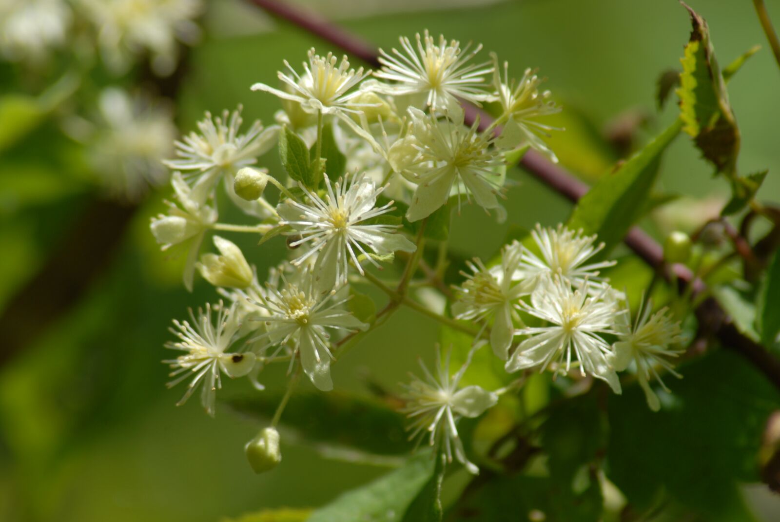 Nikon D200 sample photo. Flower, regional flora, nature photography