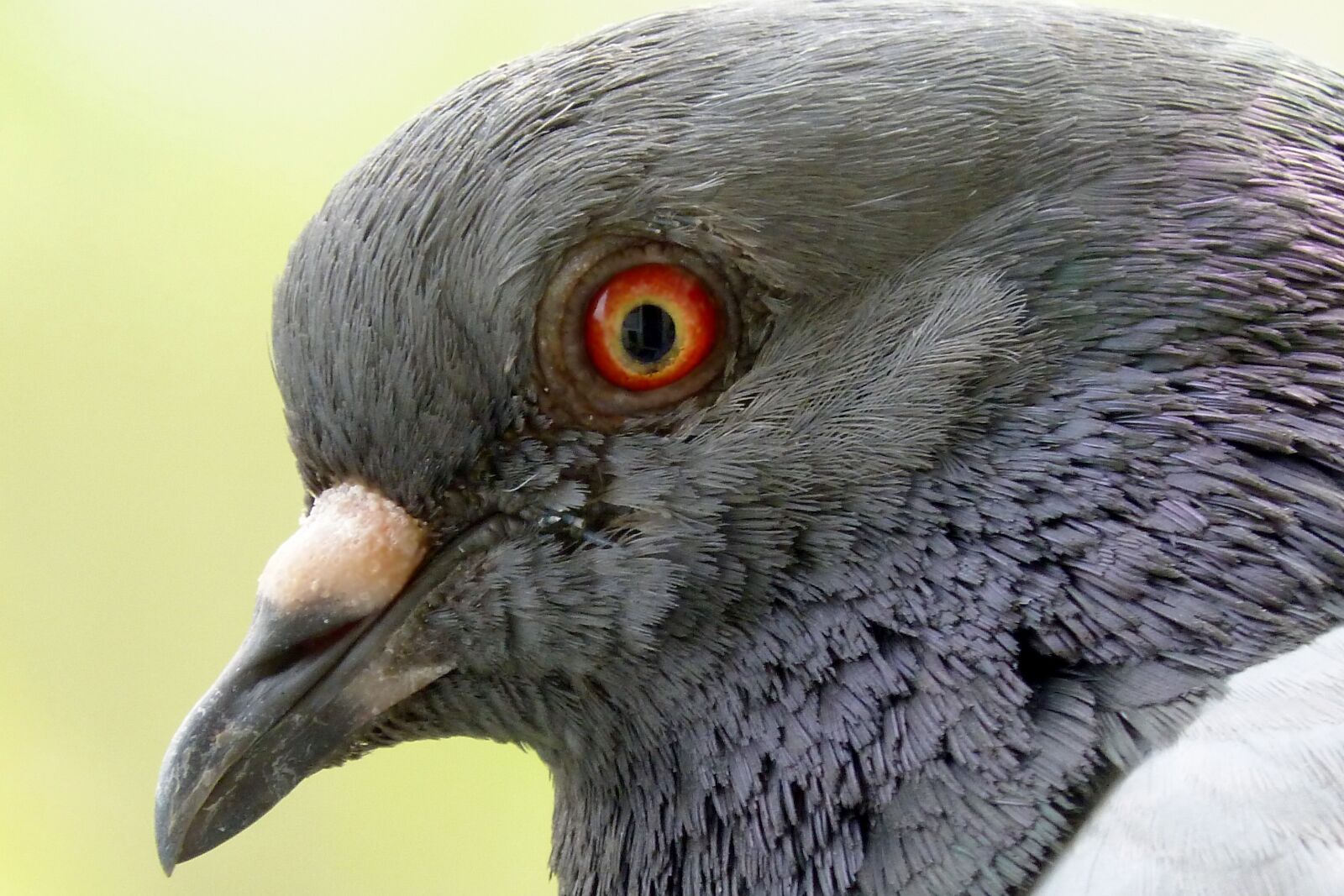 Panasonic DMC-FZ62 sample photo. Pigeon, eye, beak photography