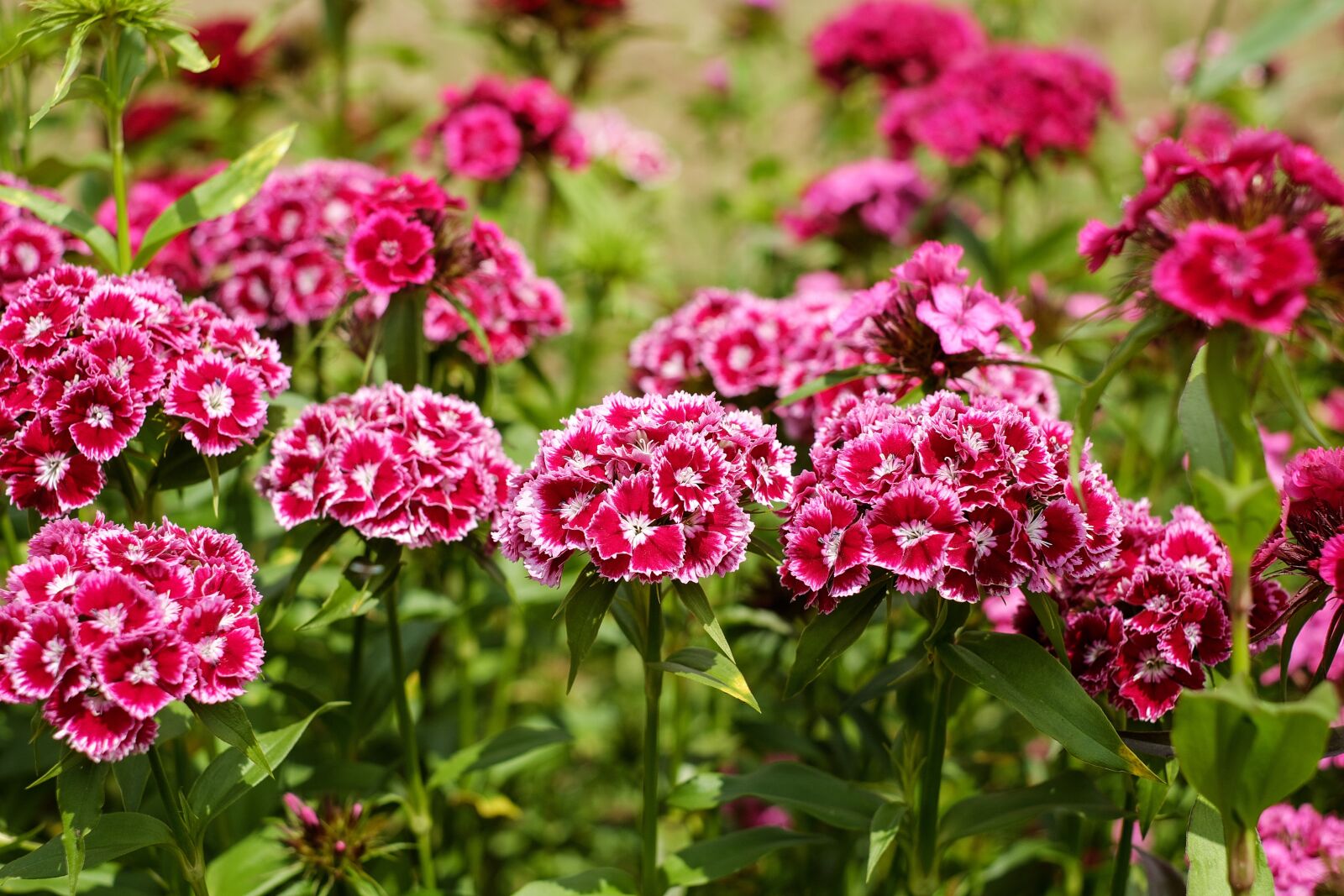 Fujifilm X-T10 + Fujifilm XF 35mm F1.4 R sample photo. Sweet william, carnation, flower photography
