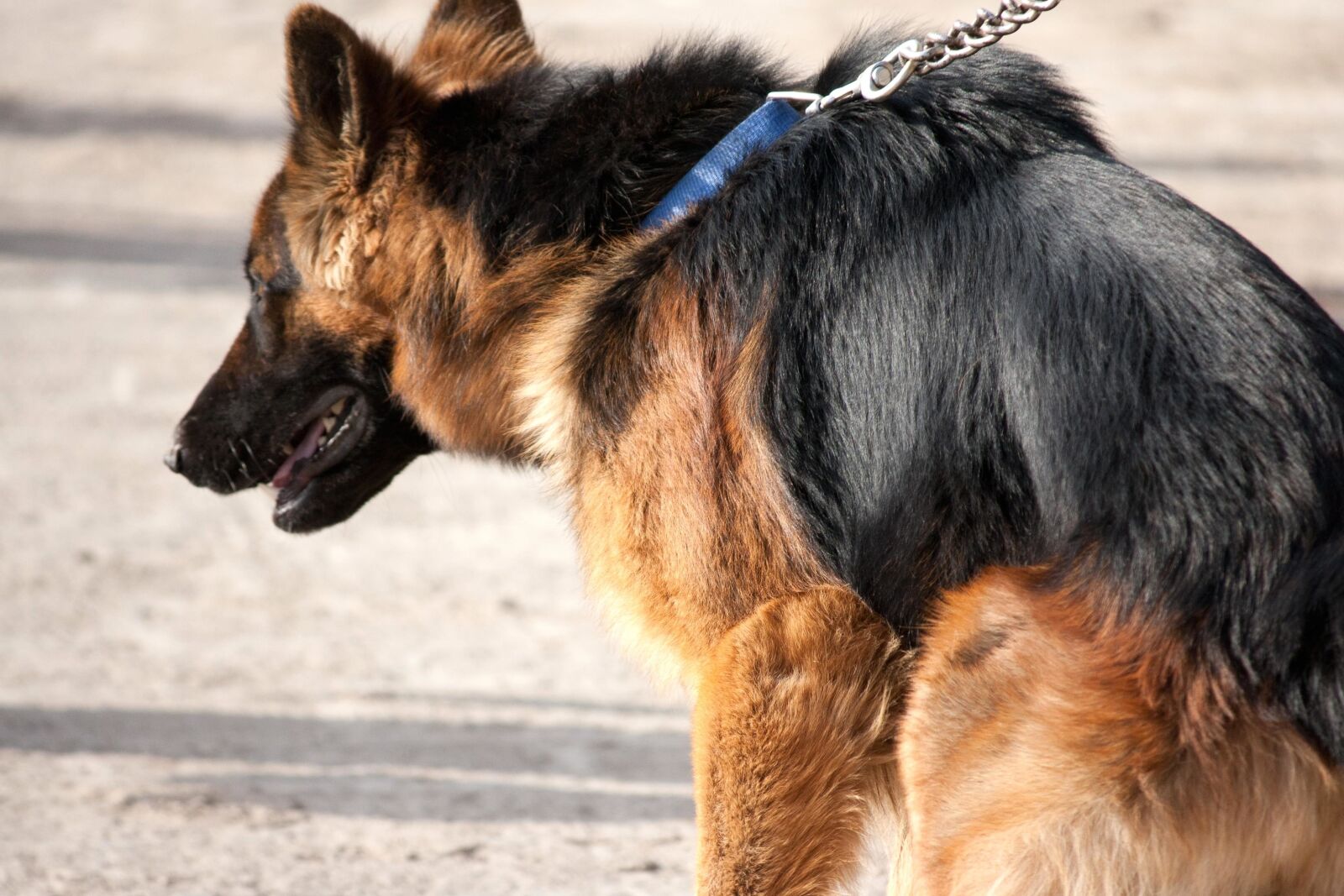 Canon EOS 1000D (EOS Digital Rebel XS / EOS Kiss F) sample photo. Leash, animal, black dog photography