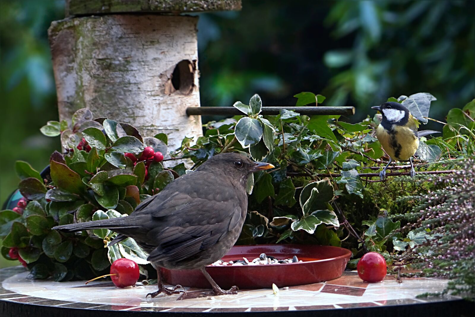 Panasonic Lumix DMC-FZ200 sample photo. Animal, bird, blackbird photography